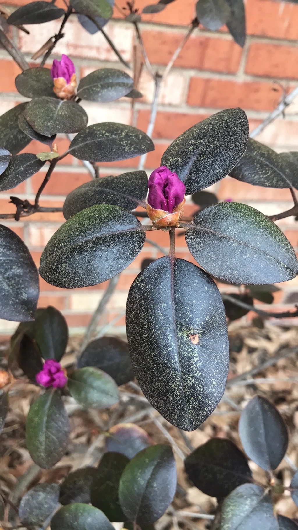 Wie behandelt man die Krankheit Braune Flecken bei Catawba-rhododendron?