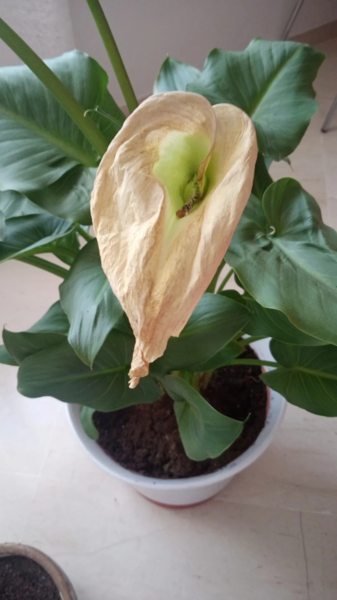 How to Treat flower wilting Disease on Calla lily?