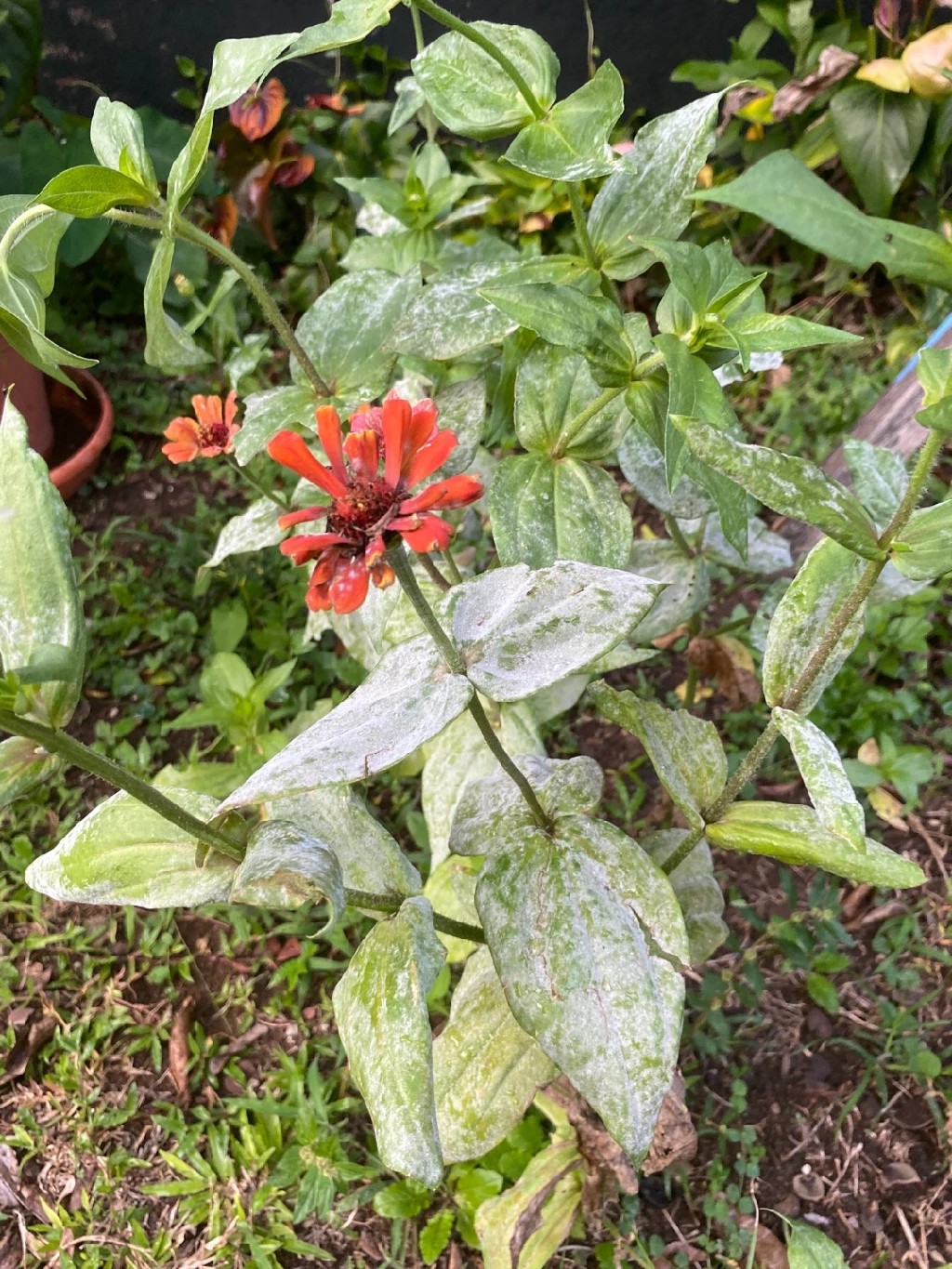 Como Tratar Oídio em Zínia?, image size:1024x1365