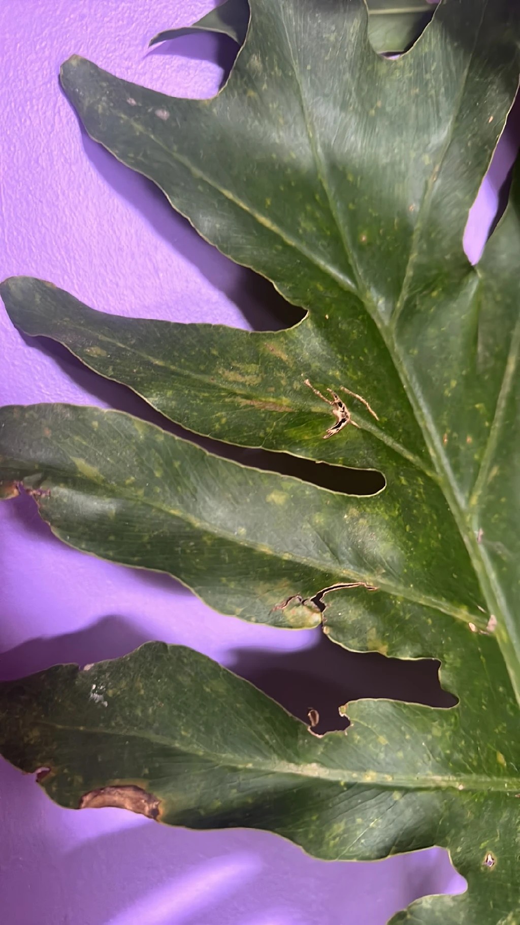 monstera plants for sale Monstera Thai Constellation