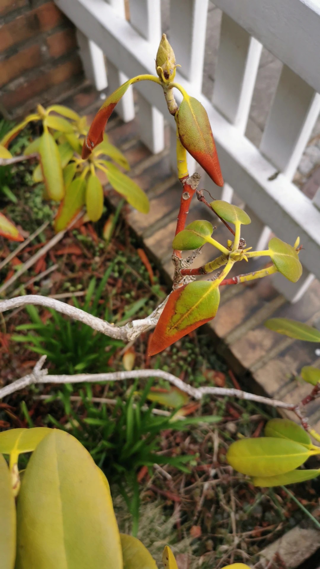 Wie behandelt man die Krankheit Braune Flecken bei Catawba-rhododendron?