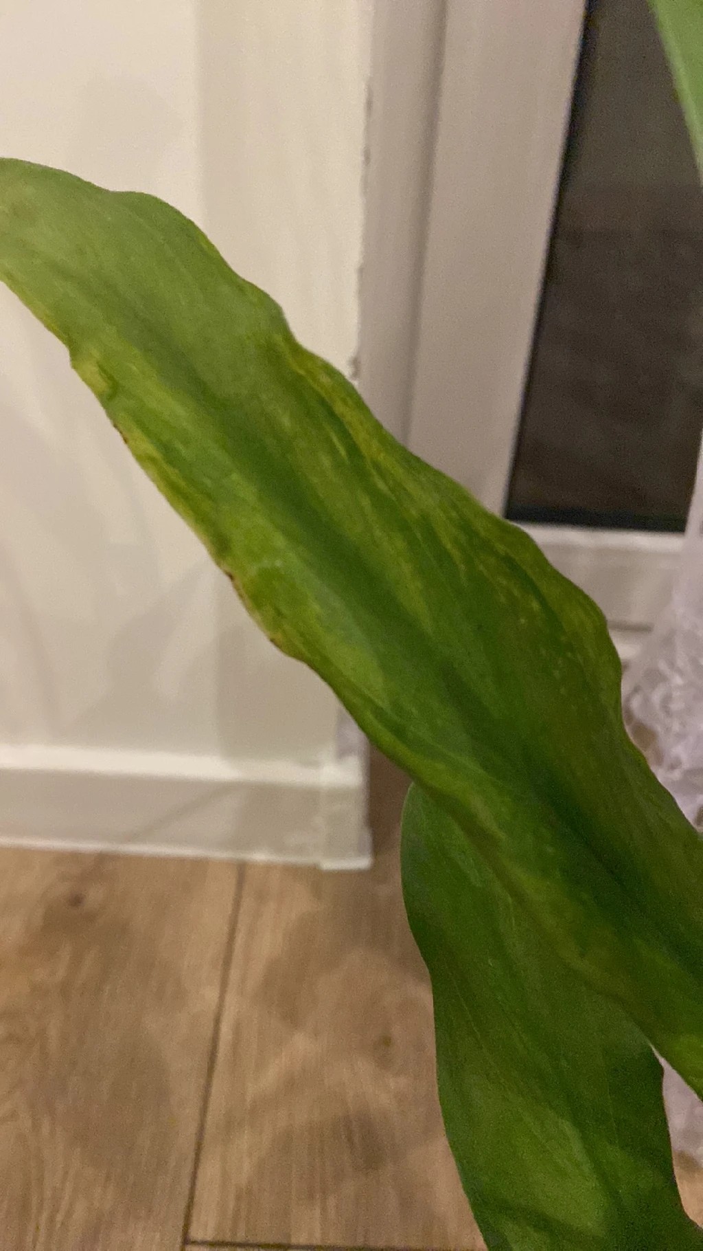 How to Treat flower wilting Disease on Calla lily?