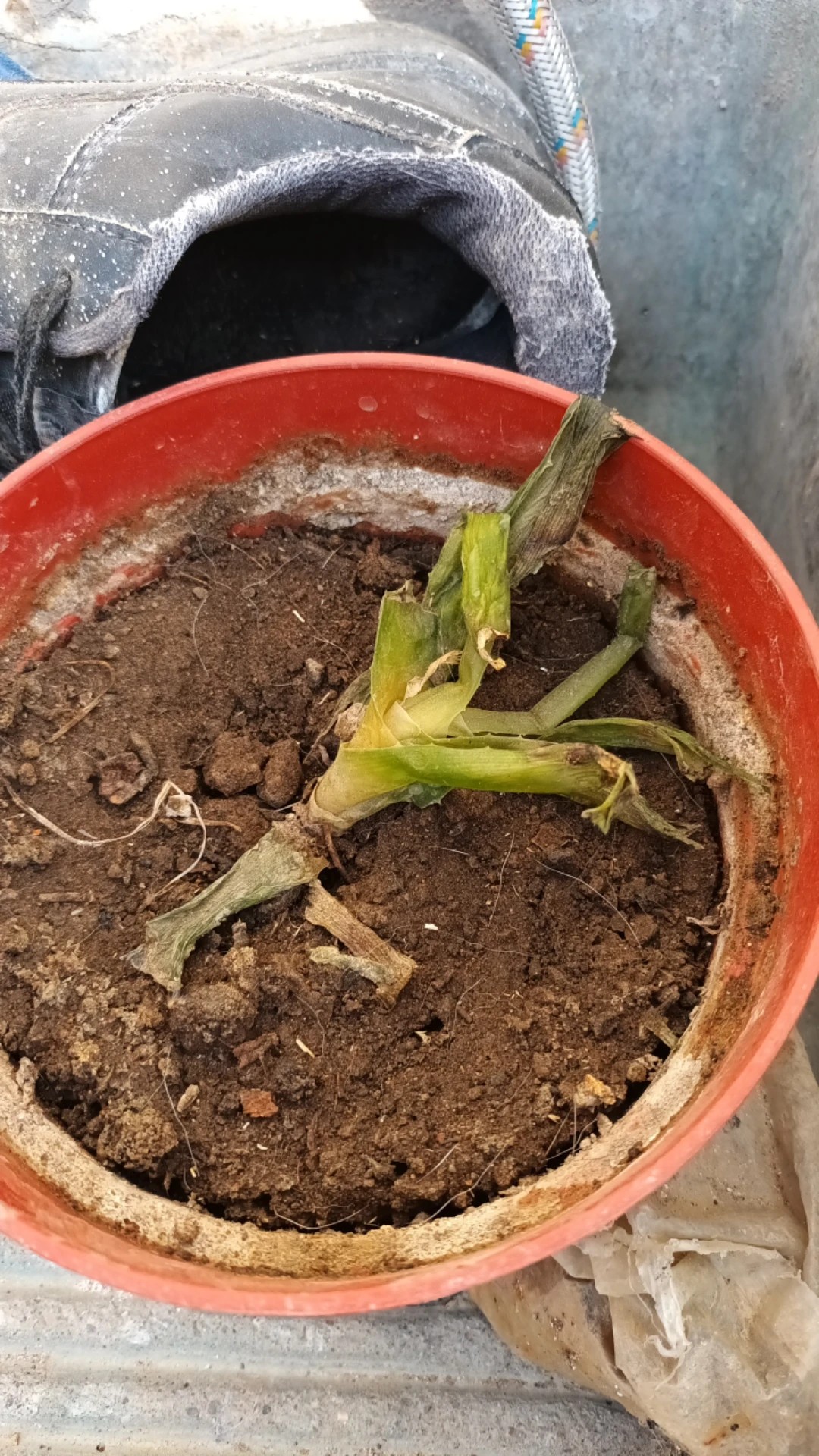 Wie behandelt man die Krankheit Weier Fleck bei Echte Aloe?