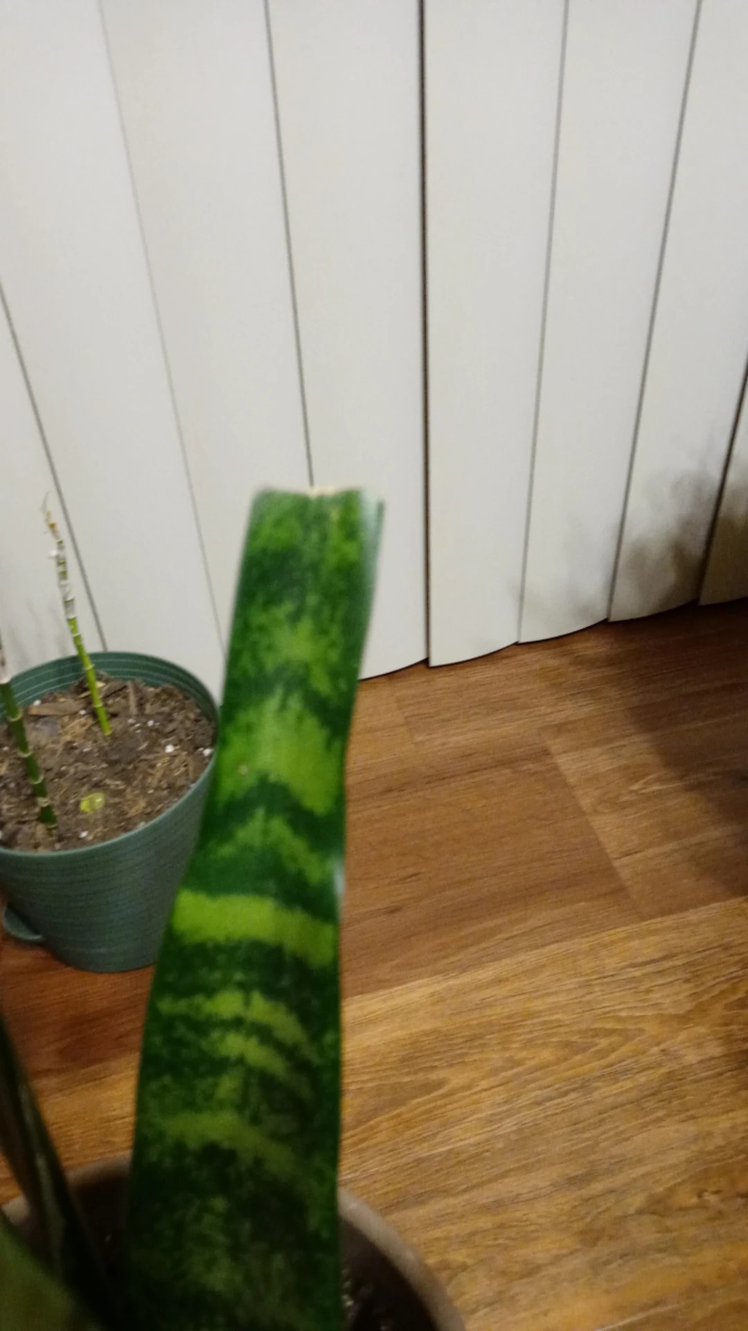 Wie behandelt man die Krankheit Braune Flecken bei Bogenhanf?