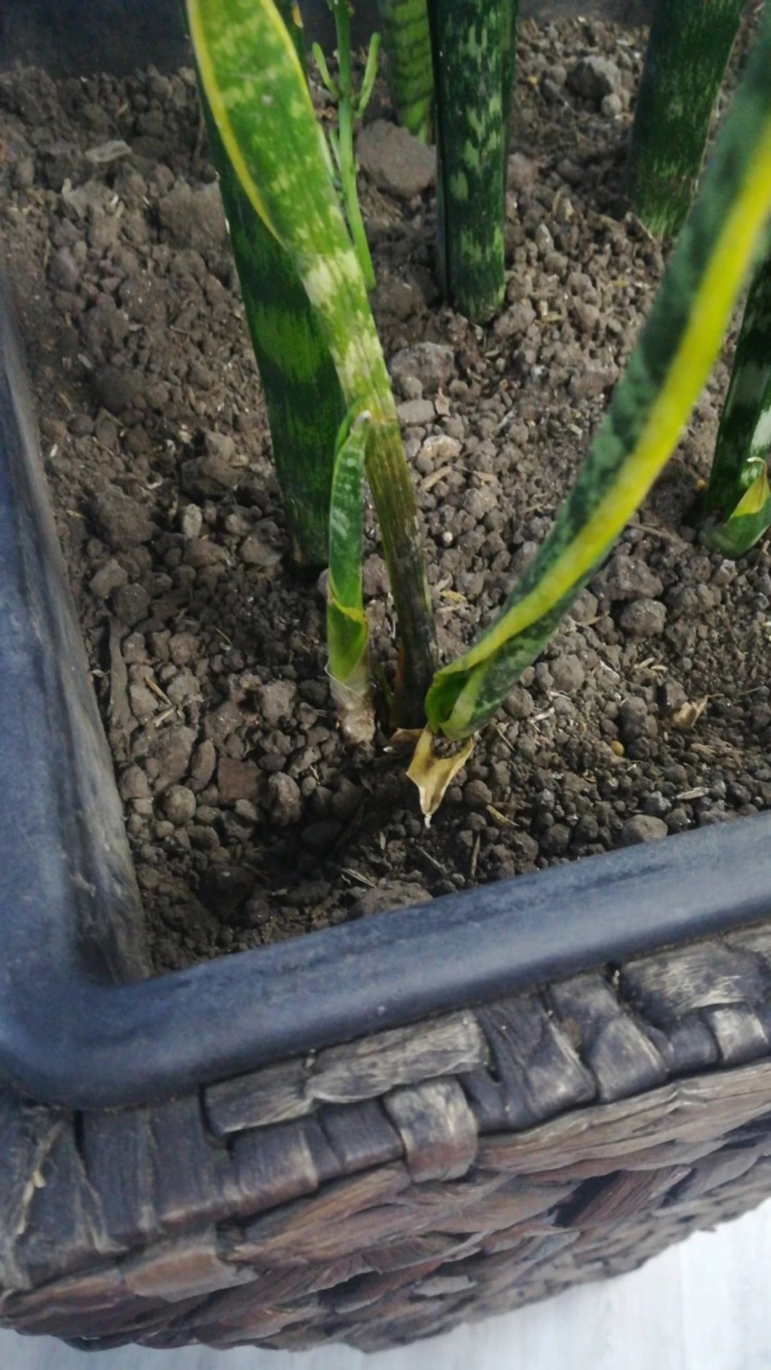 How to Treat Leaf blight Disease on Snake plant?