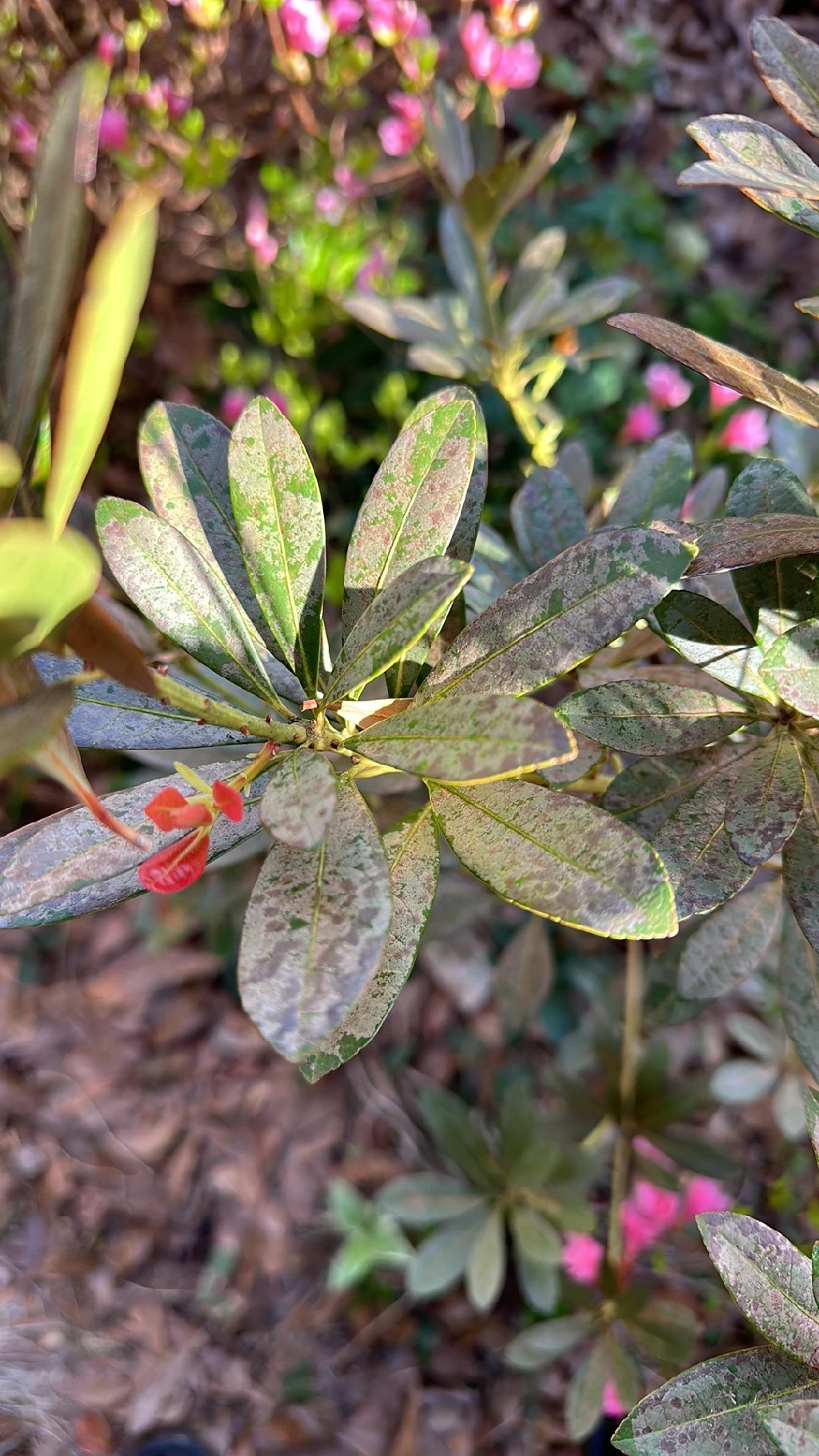bittersalz rhododendron Nova Zembla Rhododendron main image 0