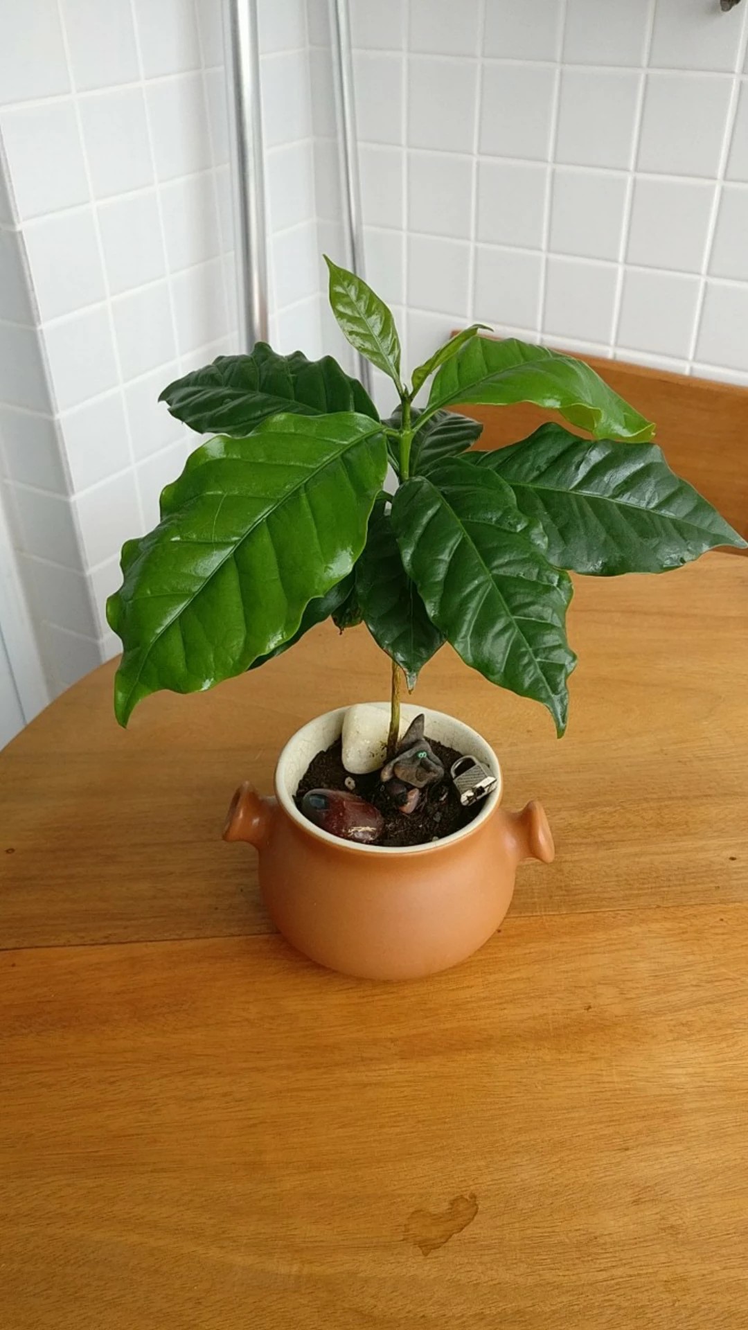 咖啡樹的栽培照護方法