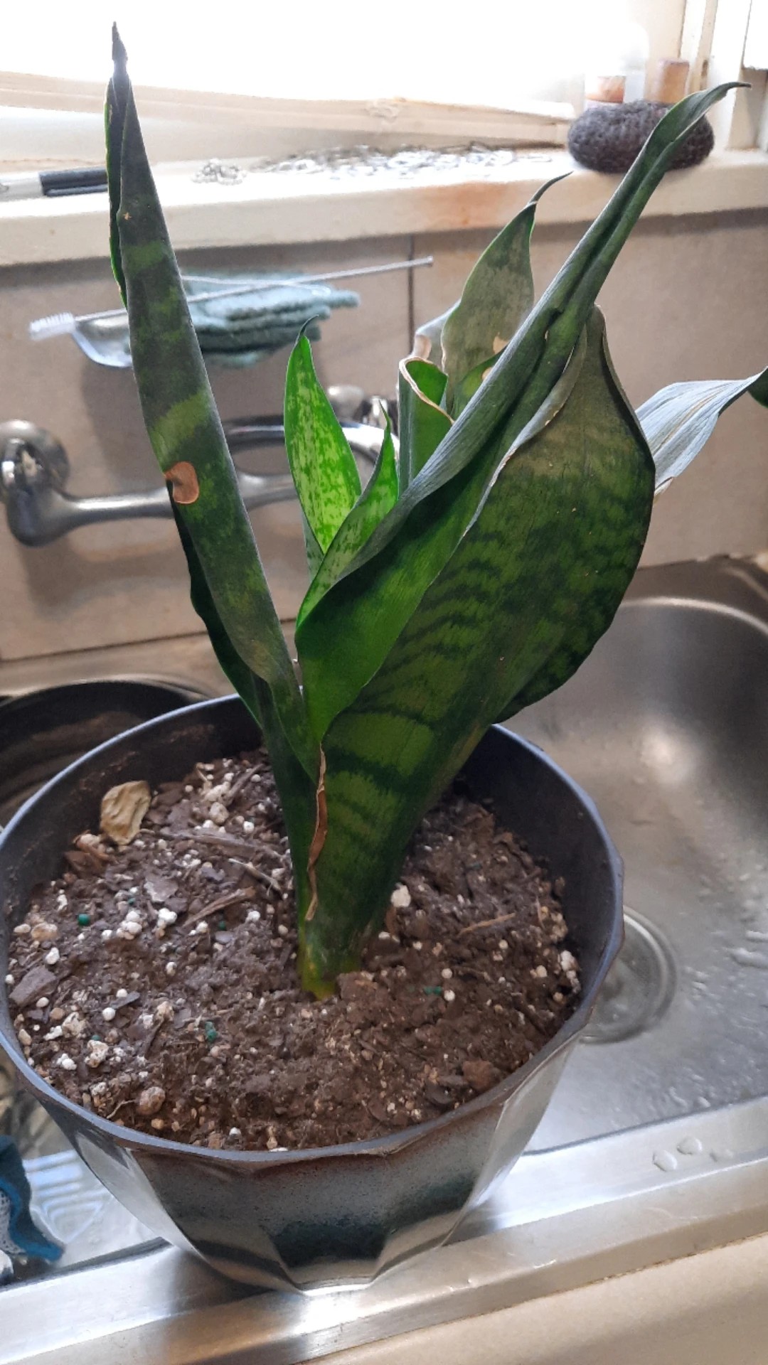 How to Treat Brown blotch Disease on Snake plant?