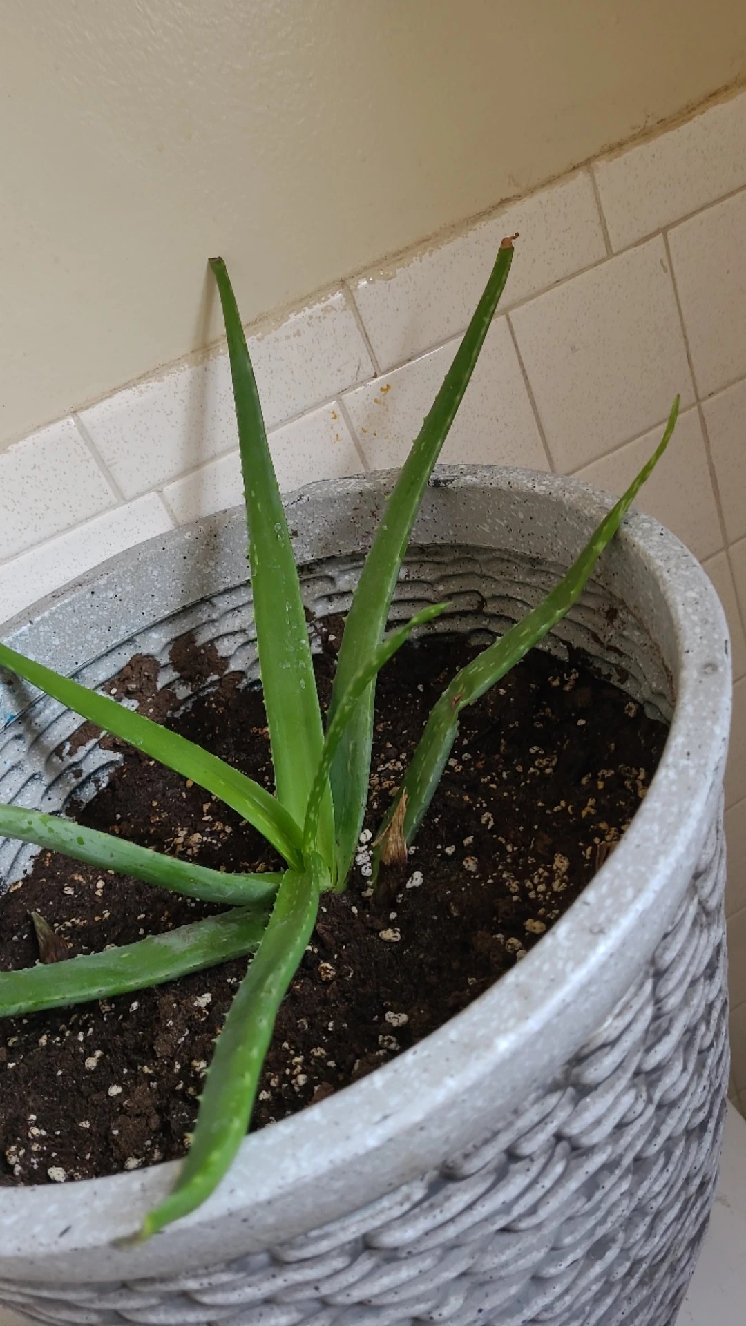 How to Treat Leaf rot Disease on Aloe vera?