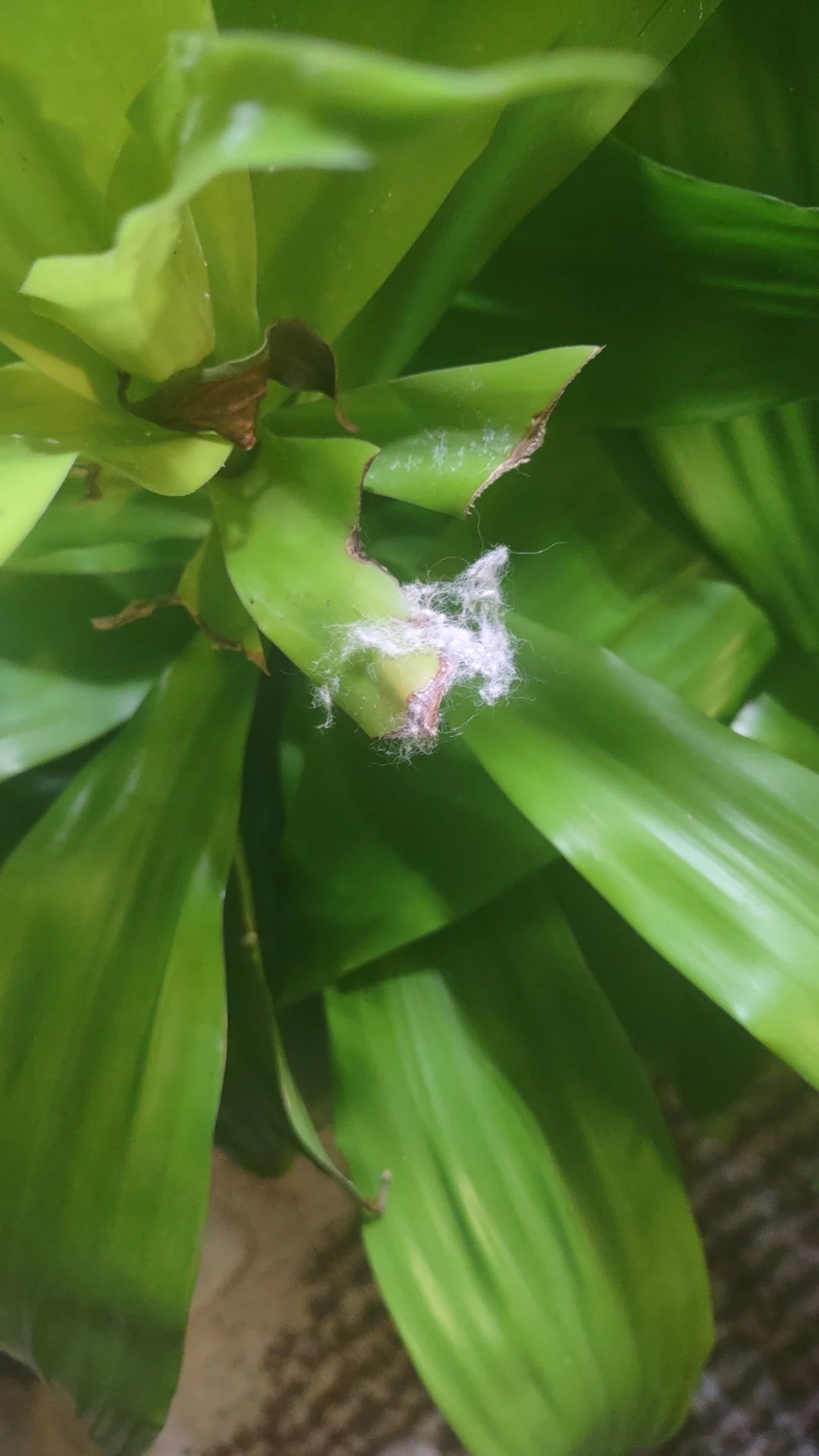 How to Treat Yellow edges Disease on Corn plant?