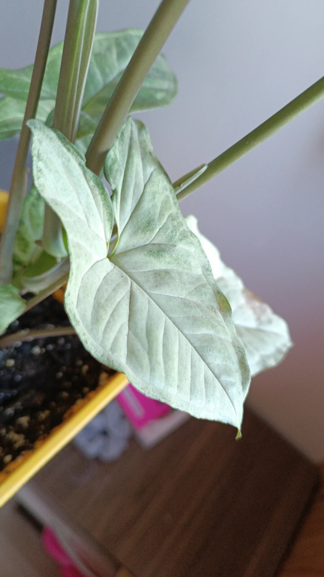 How to Treat Wilting Disease on Arrowhead plant?