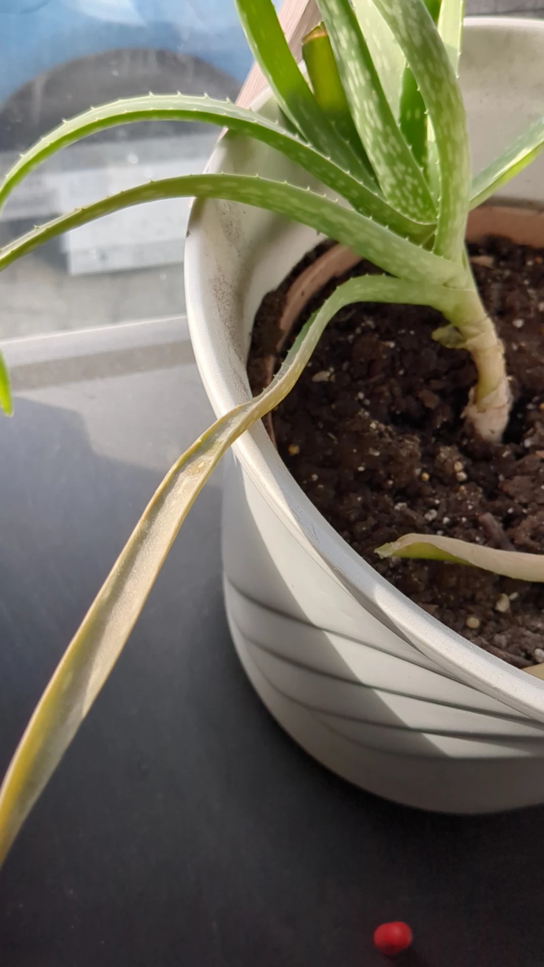 Cmo tratar la enfermedad Podredumbre de las hojas en Aloe vera?