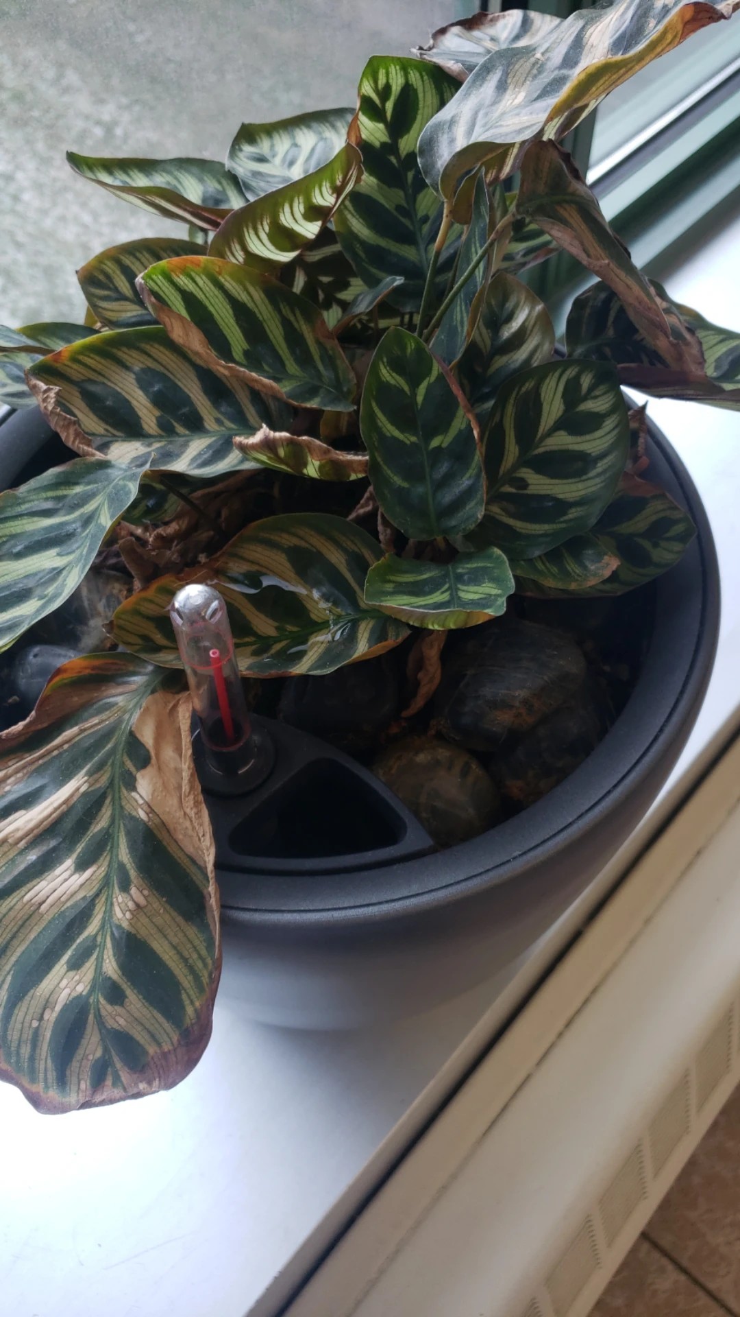Come trattare la malattia Bordi gialli su Calathea makoyana?