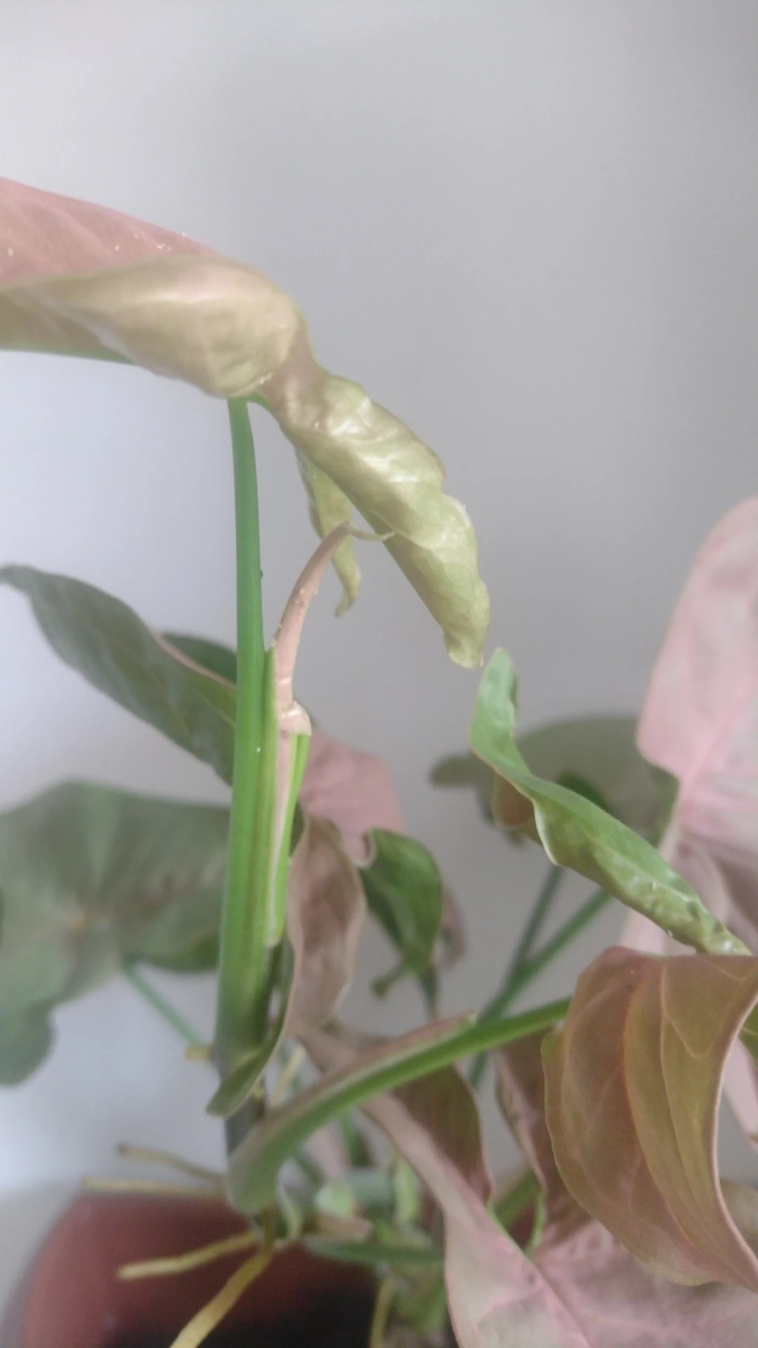 How to Treat Wilting Disease on Arrowhead plant?