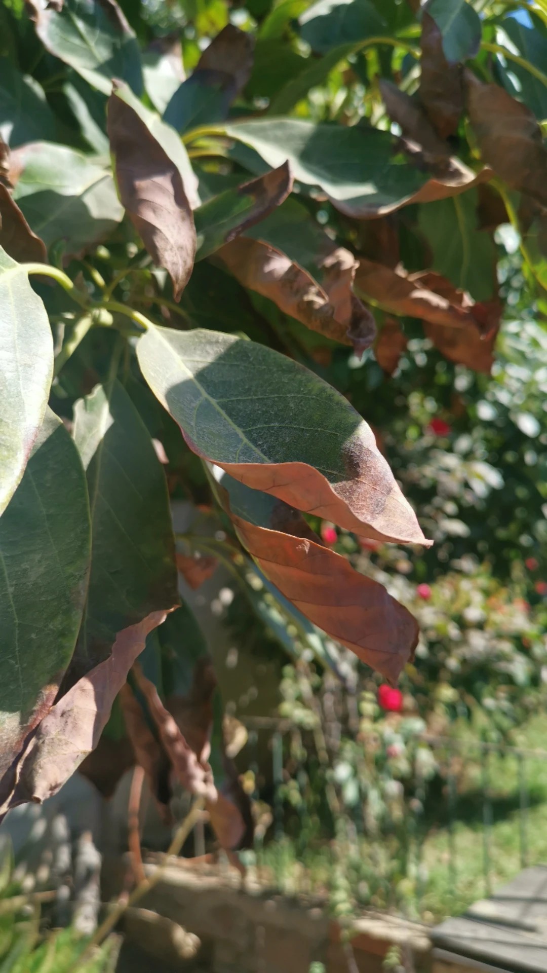 Comment traiter la maladie Brûlure des feuilles pour Avocatier