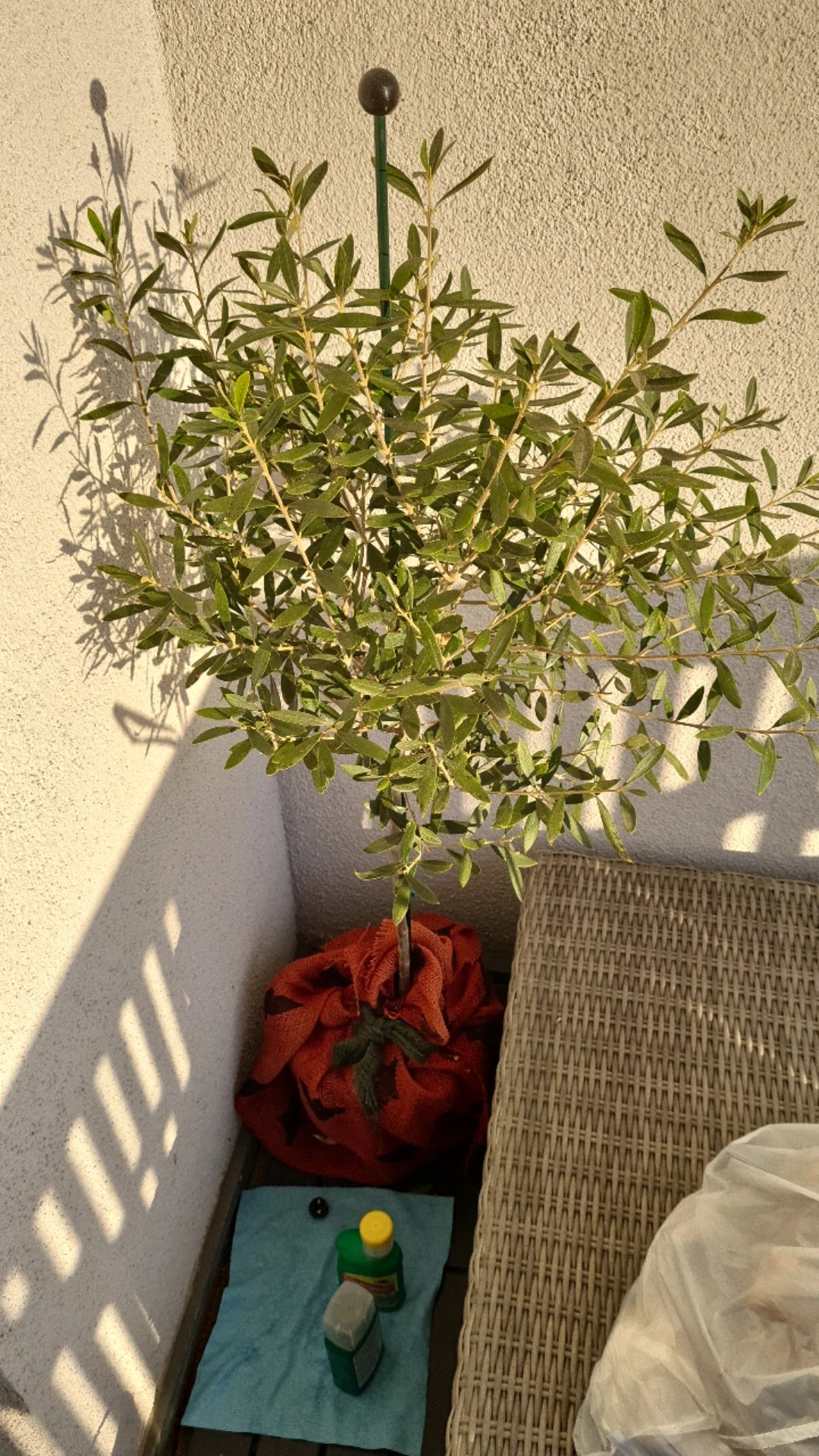 stechpalme hecke Japanische Stechpalme Fastigiata - Ilex crenata fastigiata