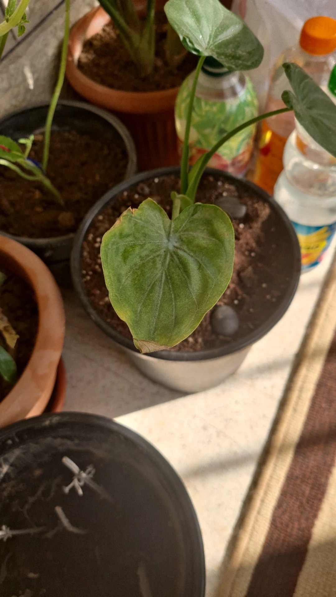 guduchi plant Giloy (Tinospora Cordifolia) Guduchi