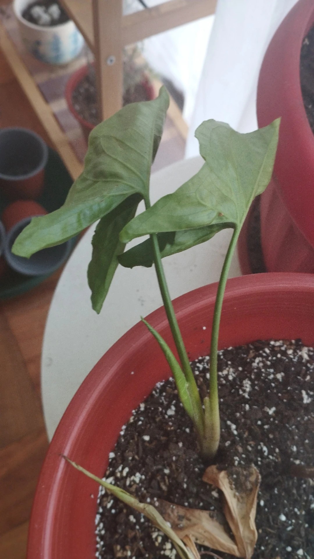 How to Treat Wilting Disease on Arrowhead plant?
