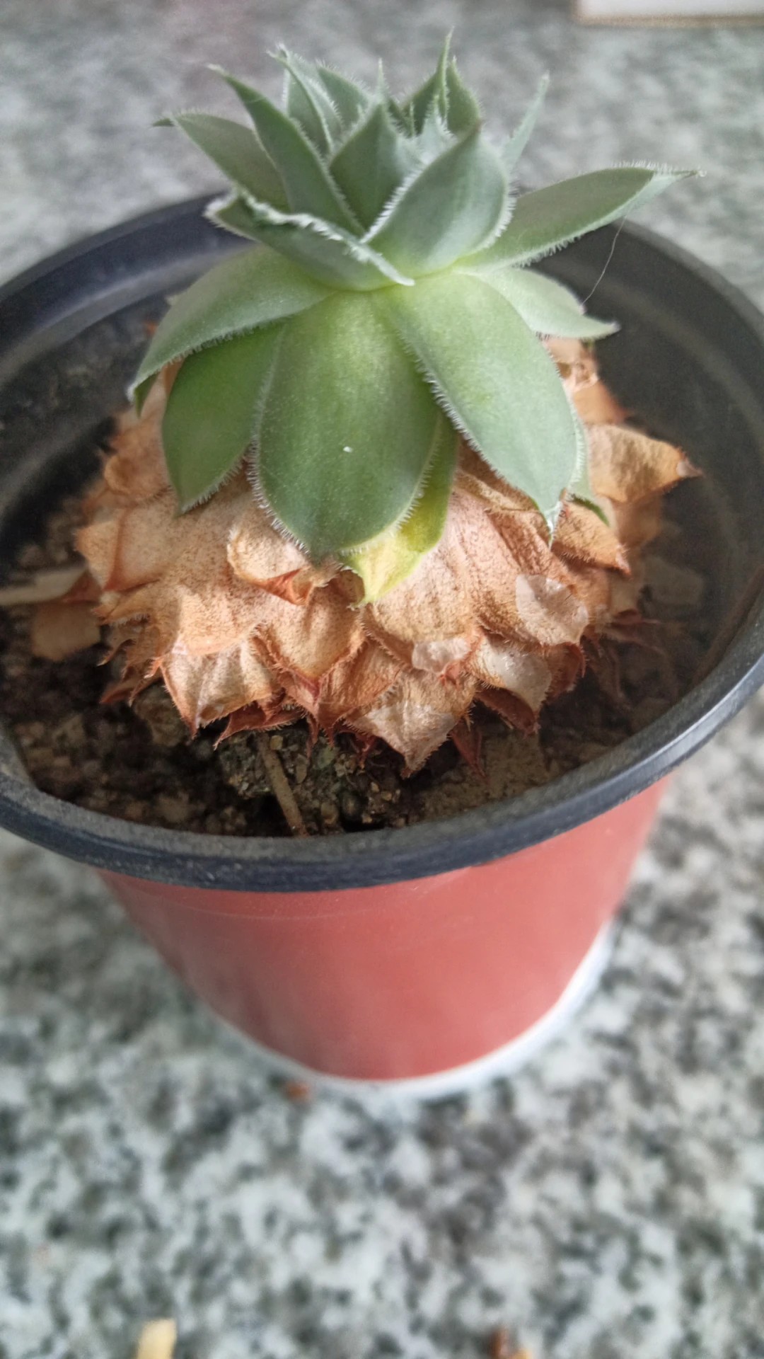 How to Grow and Care for Common houseleek