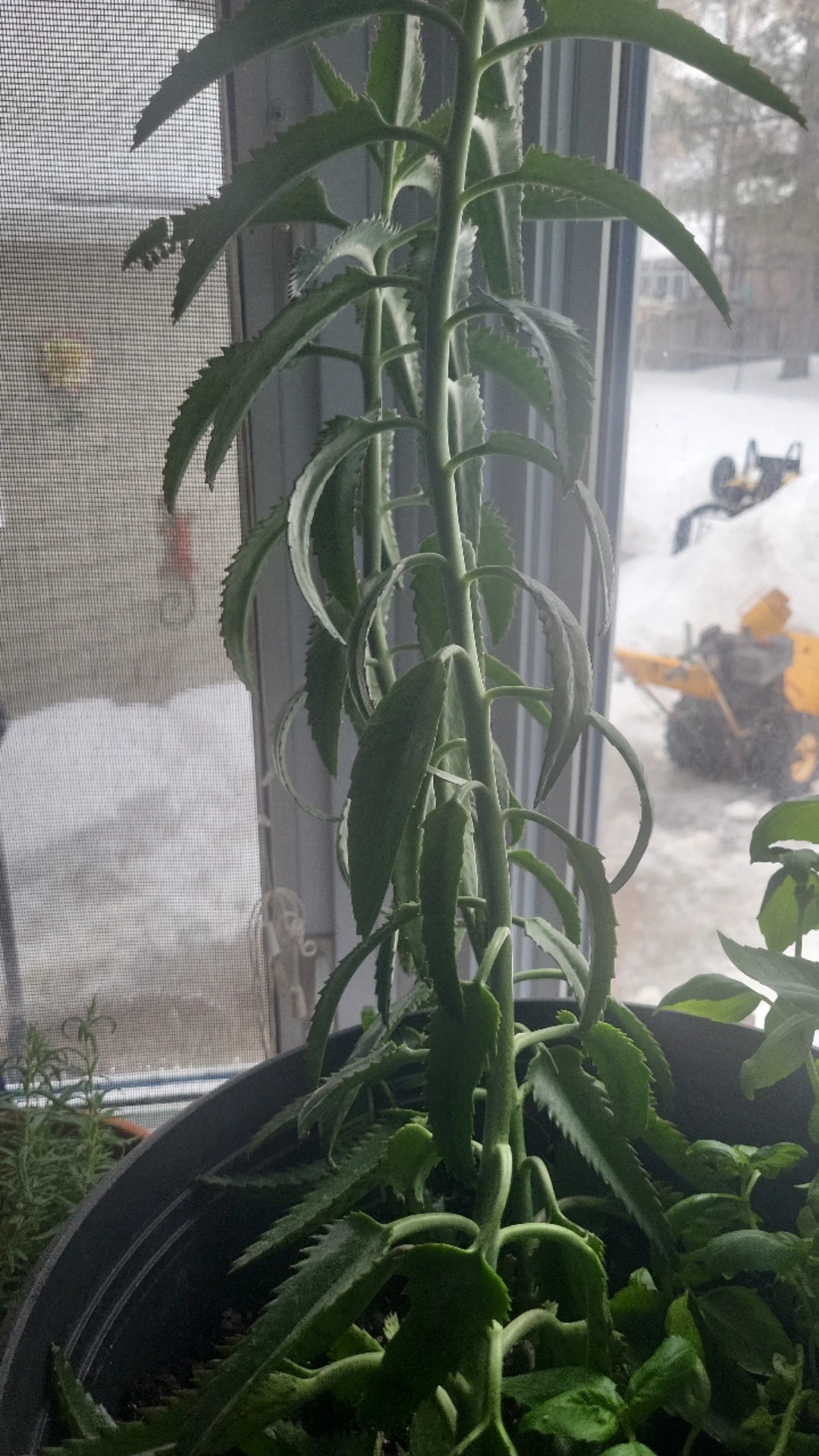 How to Grow and Care for Mother of thousands