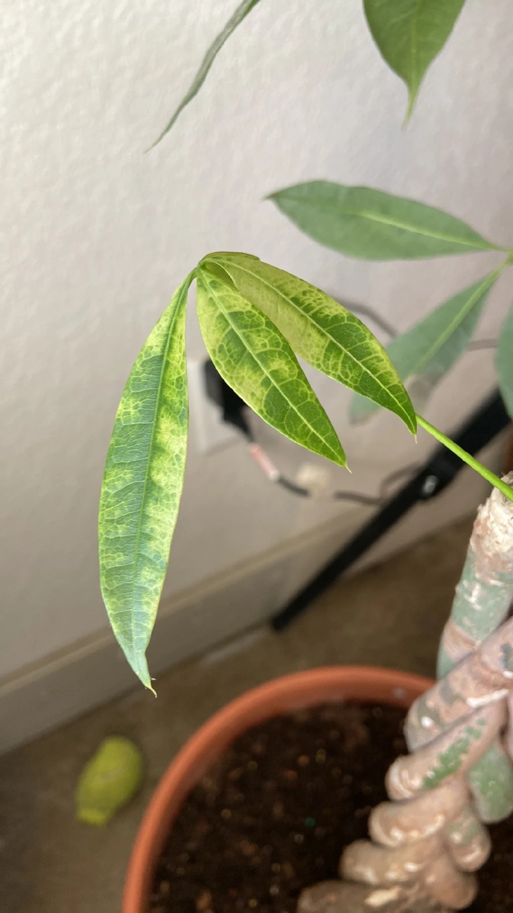 How to Treat Leaf veins yellowing Disease on Money tree?
