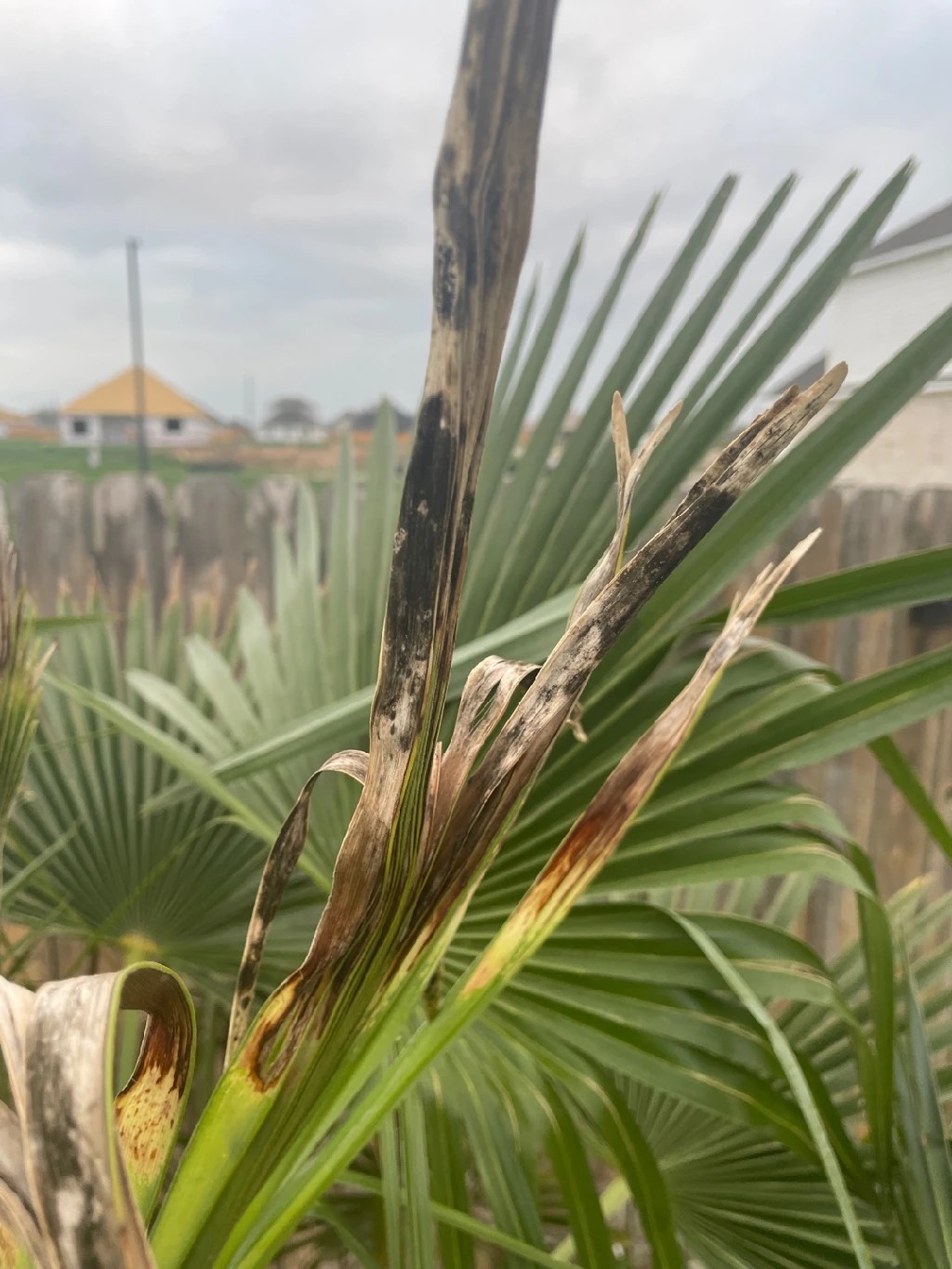 棕櫚の葉 シュロ（棕櫚）の葉枯れ病の治療方法は？