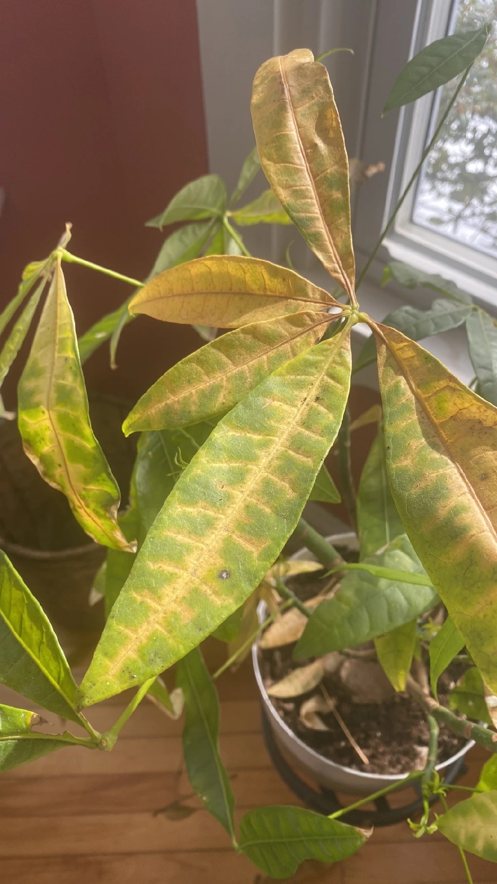 How to Treat Leaf veins yellowing Disease on Money tree?