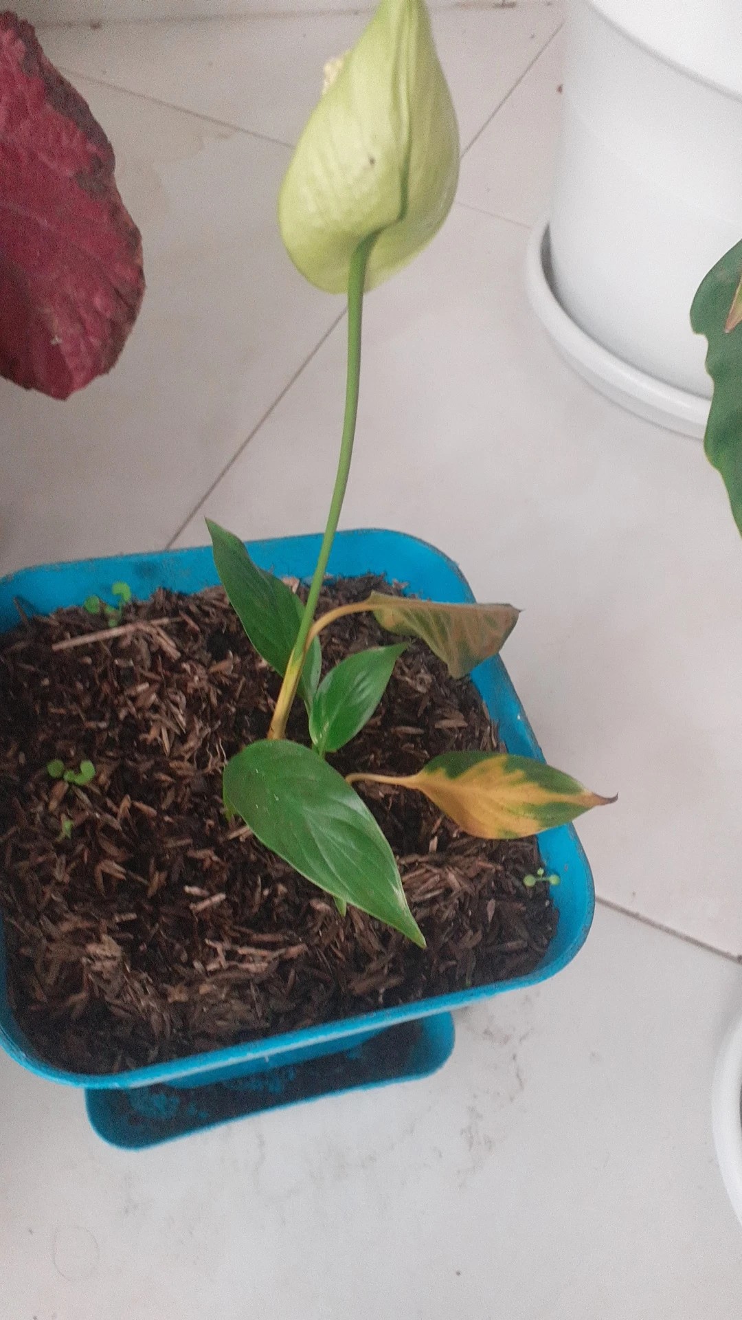bantel's sensation snake plant latin name Snake 'Bantel's Sensation' main image 1