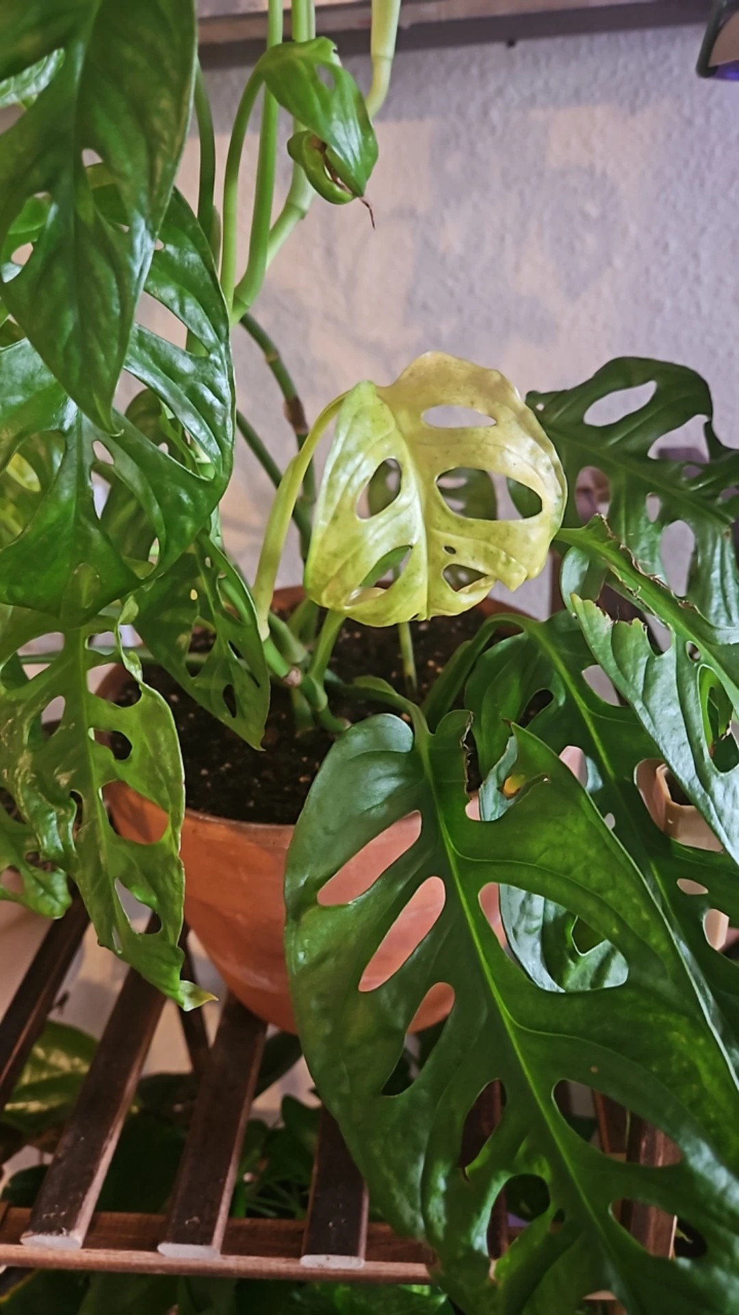 How To Treat Thrips Disease On Monstera Obliqua how-to-treat-thrips-disease-on-monstera-obliqua