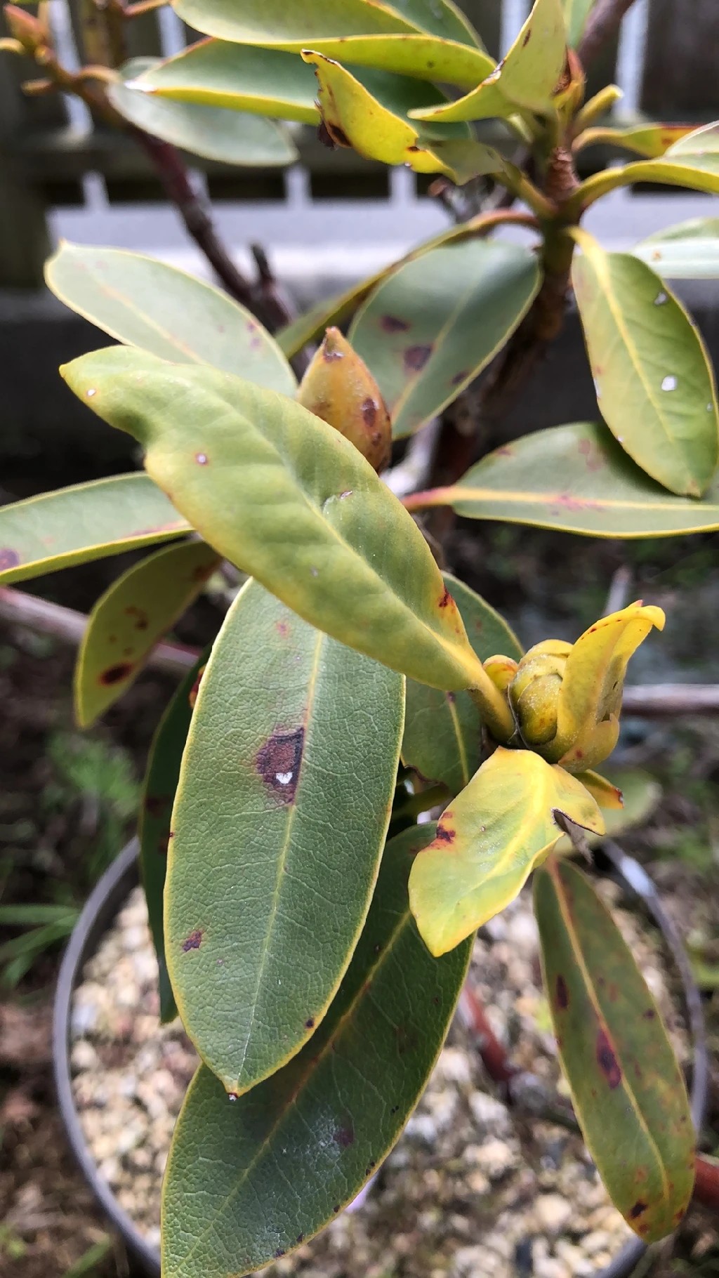 How to Treat Brown blotch Disease on Great laurel?