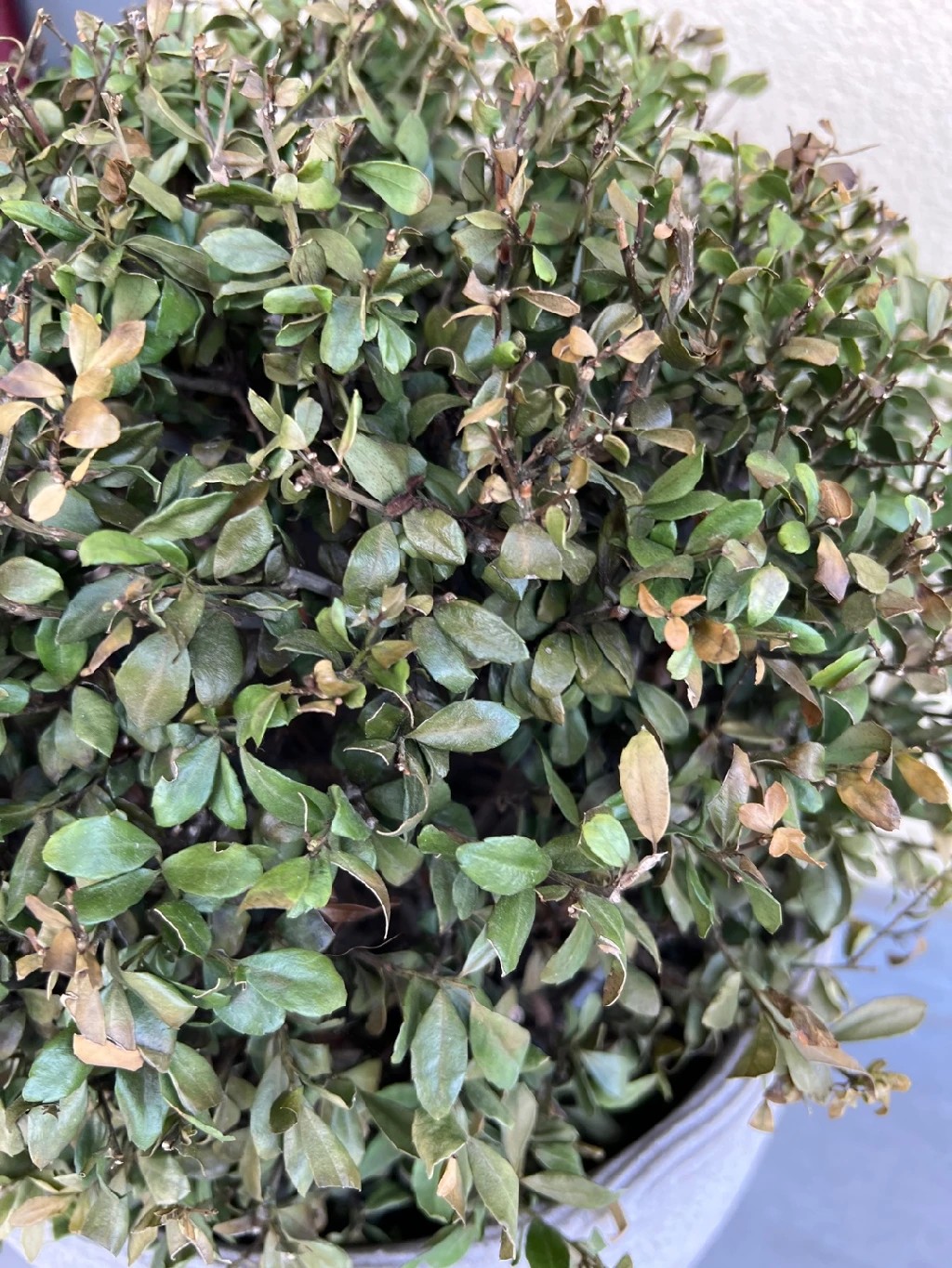 thuja q1 Buy Woodwardii Thuja Plants & Trees Online