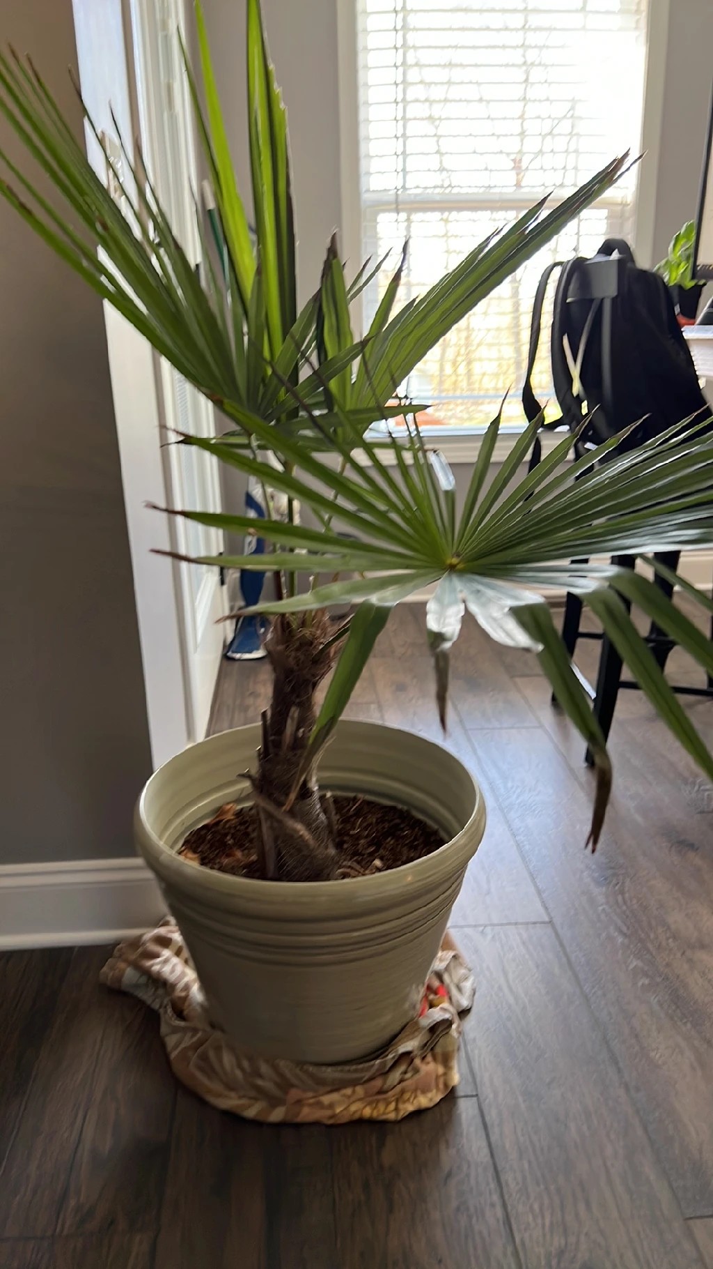 棕櫚の葉 シュロ（棕櫚）の葉枯れ病の治療方法は？