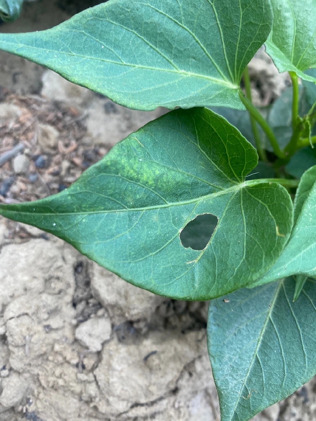 How to Grow and Care for Sweet potato vine, image size:1024x1365