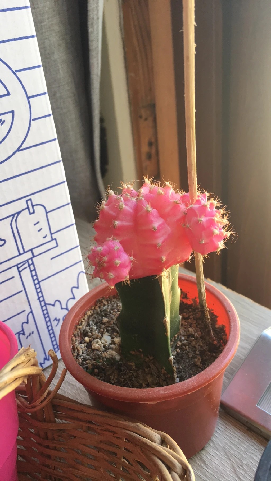 How to Grow and Care for Moon cactus