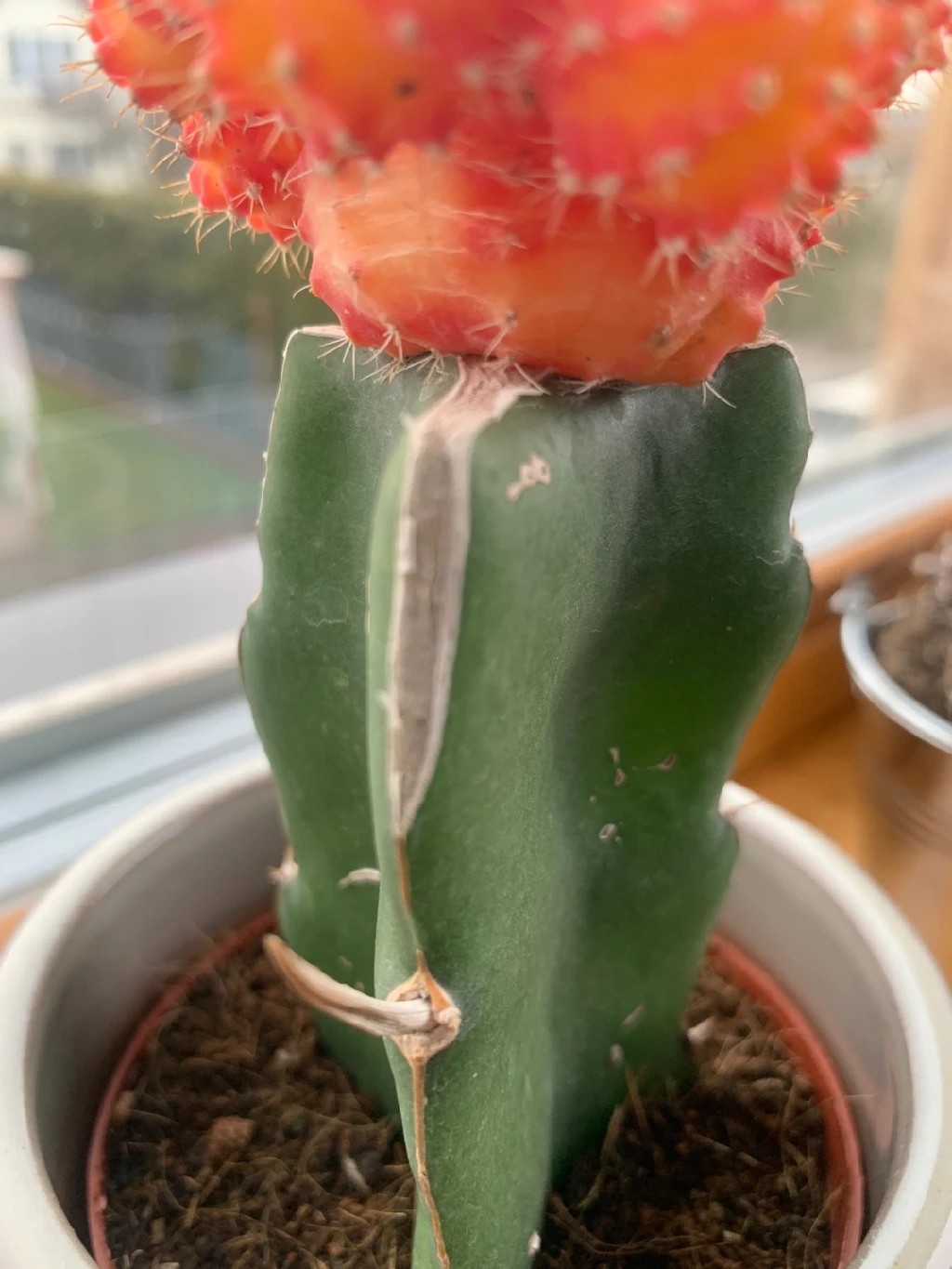 Comment traiter la maladie Tache brune pour Chin Cactus ?