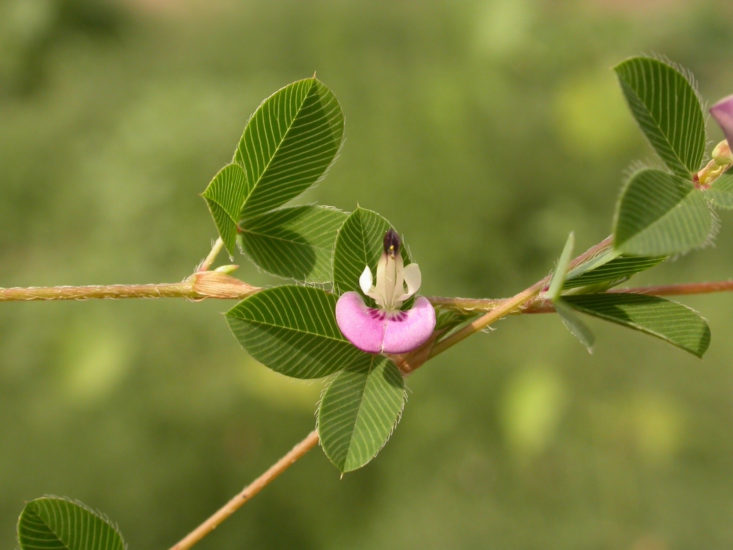 Kummerowia stipulacea PictureThis