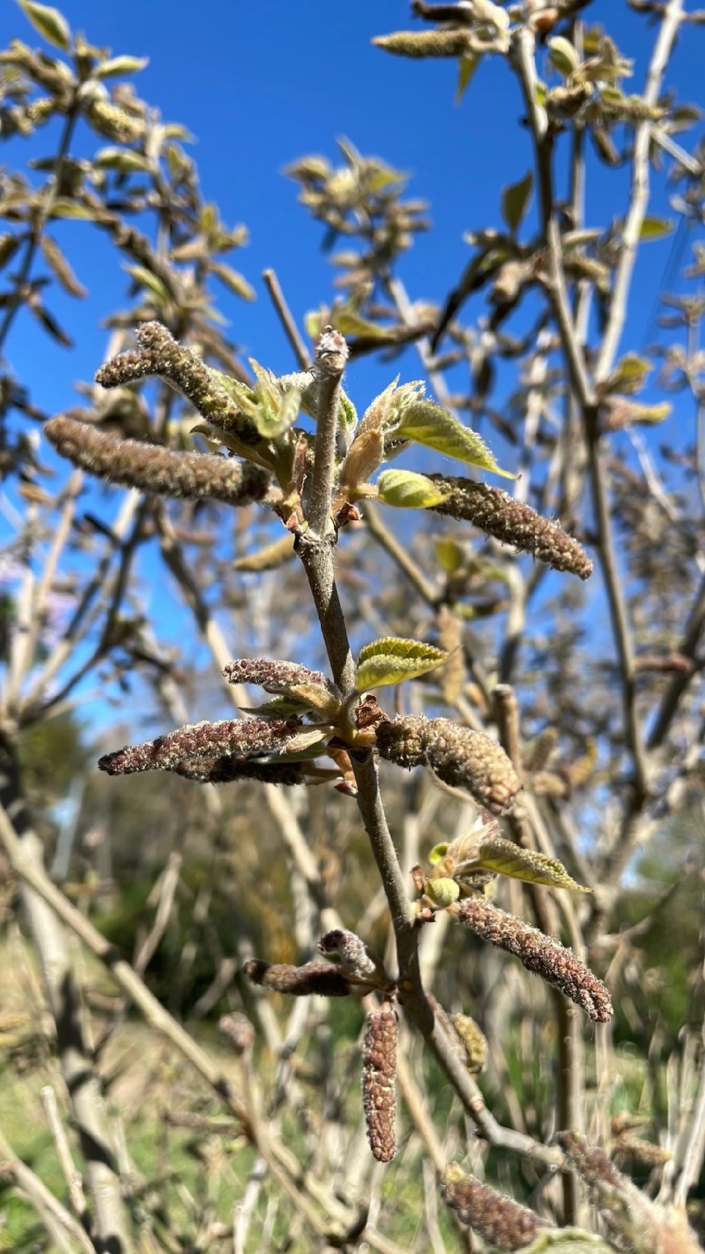 カジノキ(梶の木) (Broussonetia papyrifera) 花言葉,毒性,よくある質問 - PictureThis