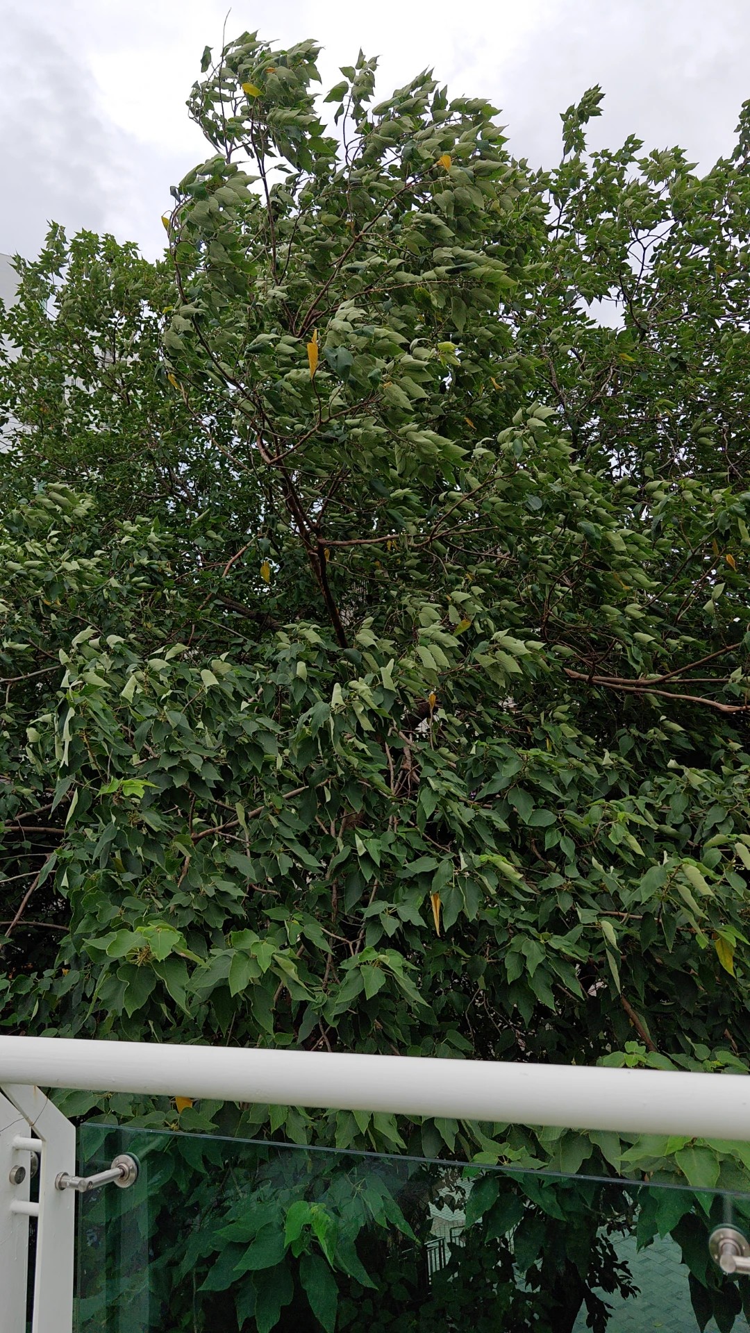 カジノキ(梶の木) (Broussonetia papyrifera) 花言葉,毒性,よくある質問 - PictureThis