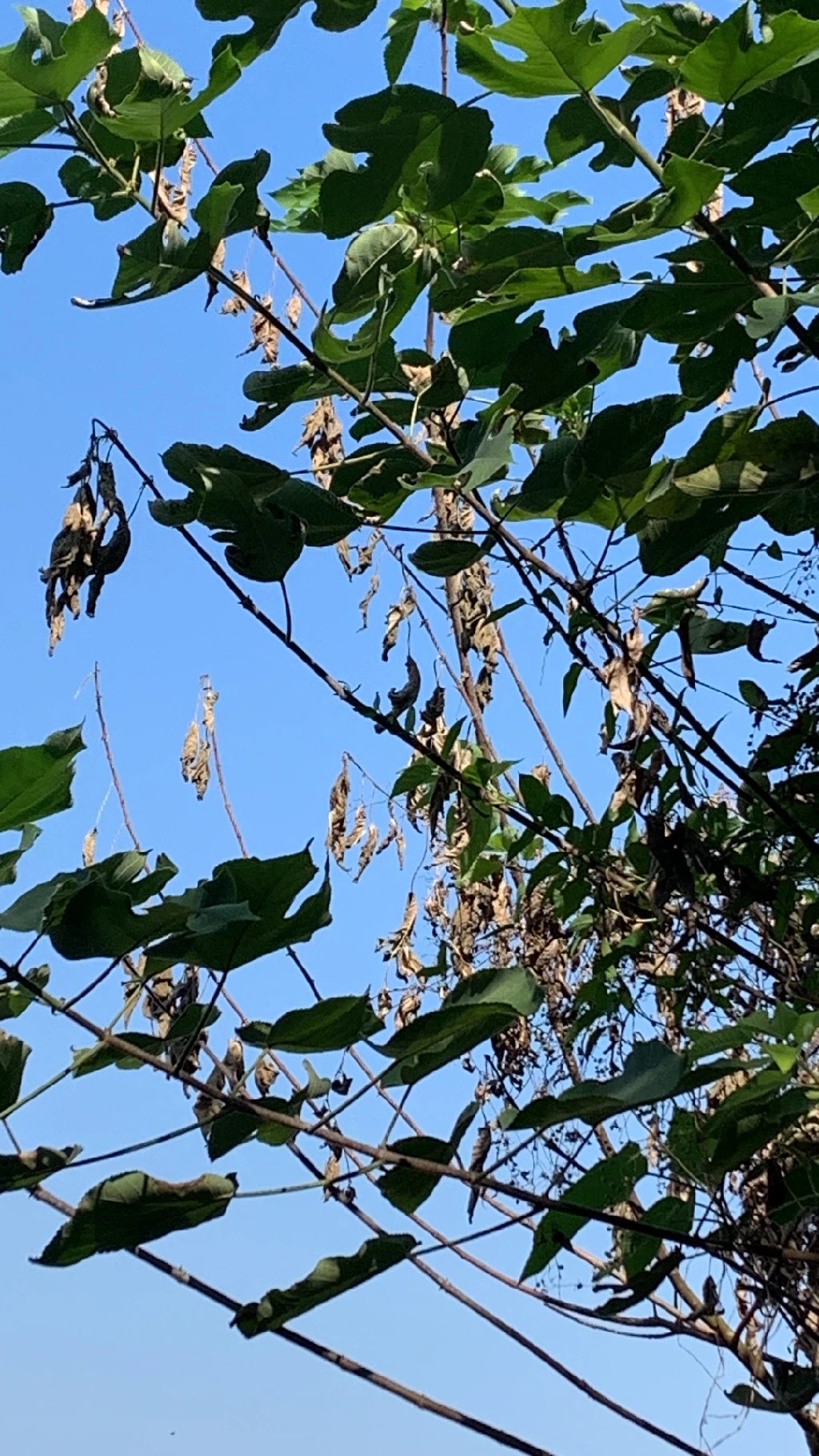 カジノキ(梶の木) (Broussonetia papyrifera) 花言葉,毒性,よくある質問 - PictureThis