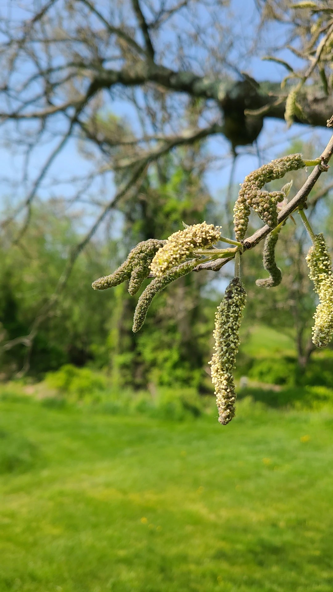 カジノキ(梶の木) (Broussonetia papyrifera) 花言葉,毒性,よくある質問 - PictureThis