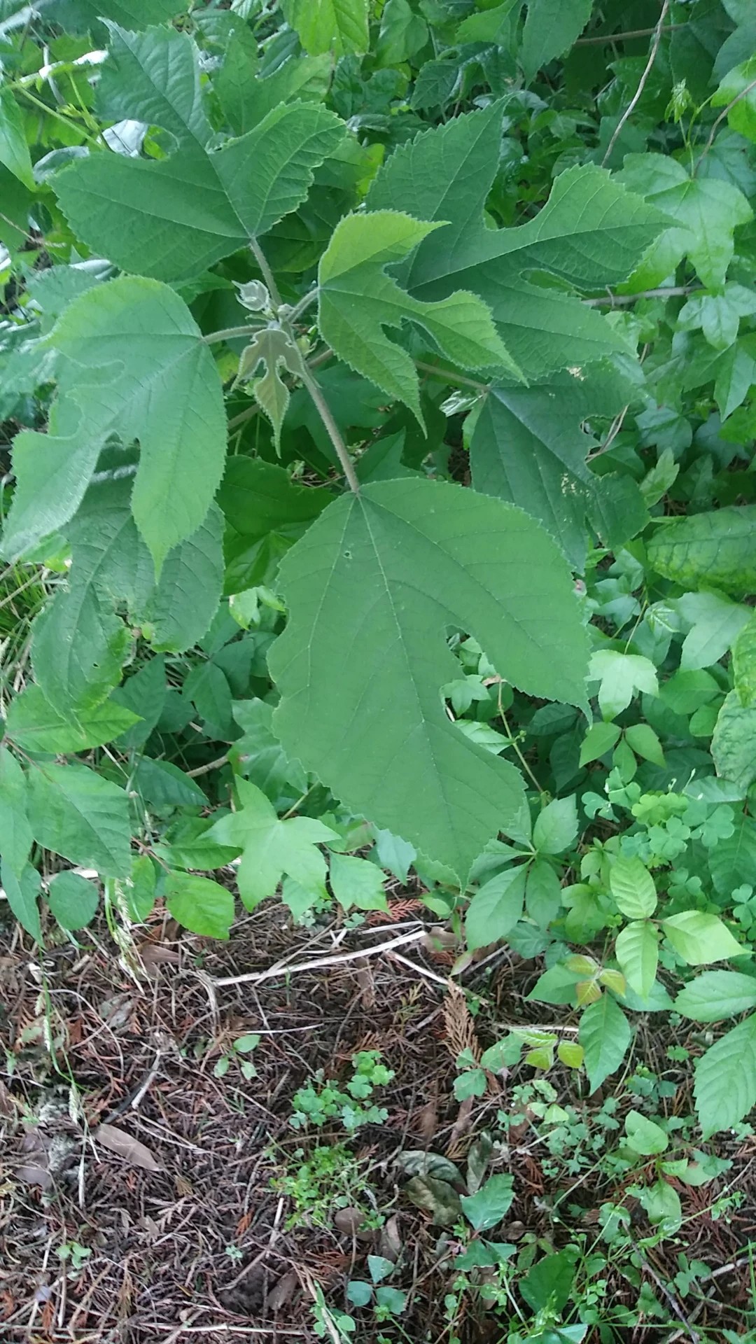 カジノキ(梶の木) (Broussonetia papyrifera) 花言葉,毒性,よくある質問 - PictureThis