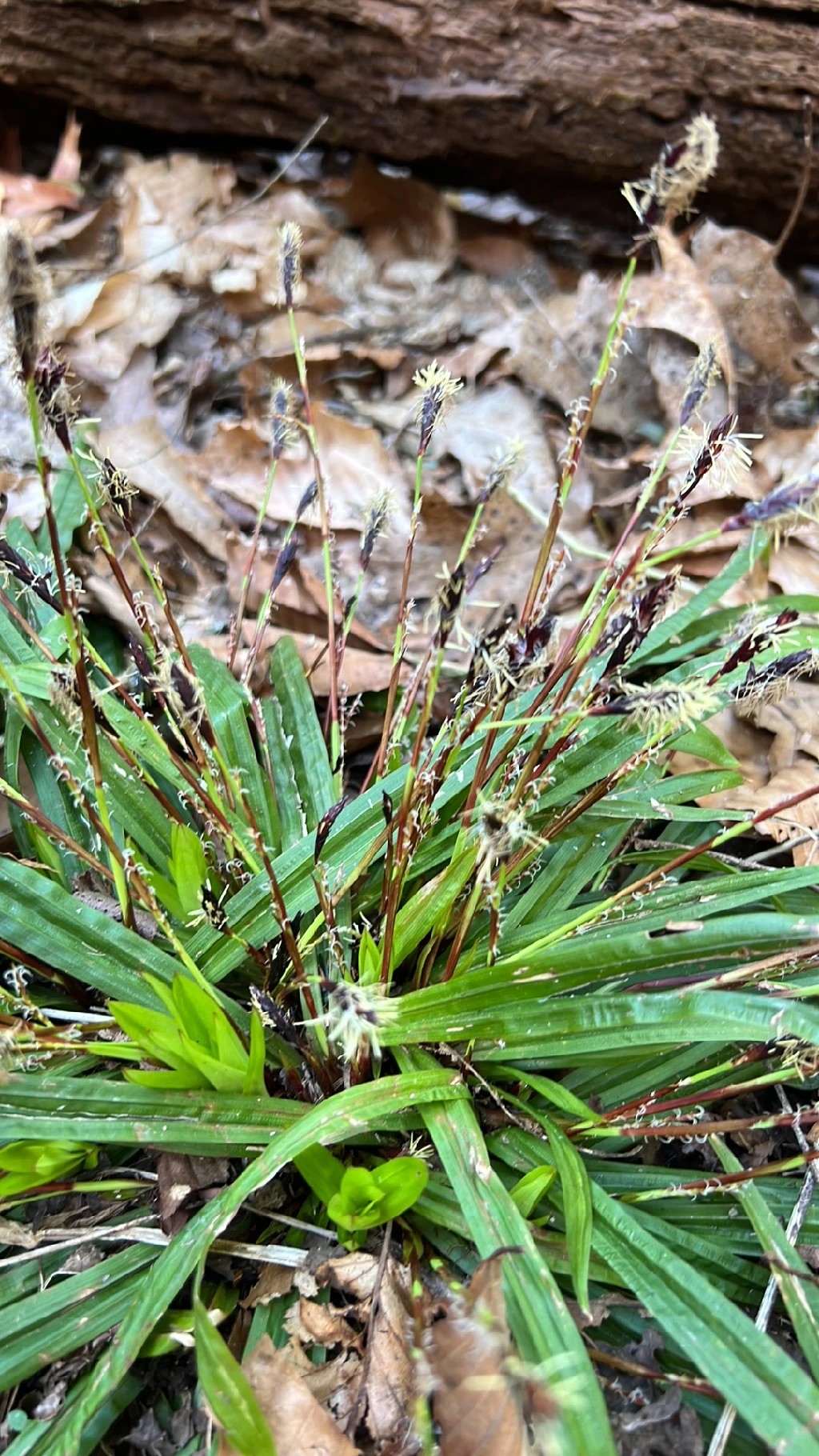 How to Grow and Care for Seersucker sedge