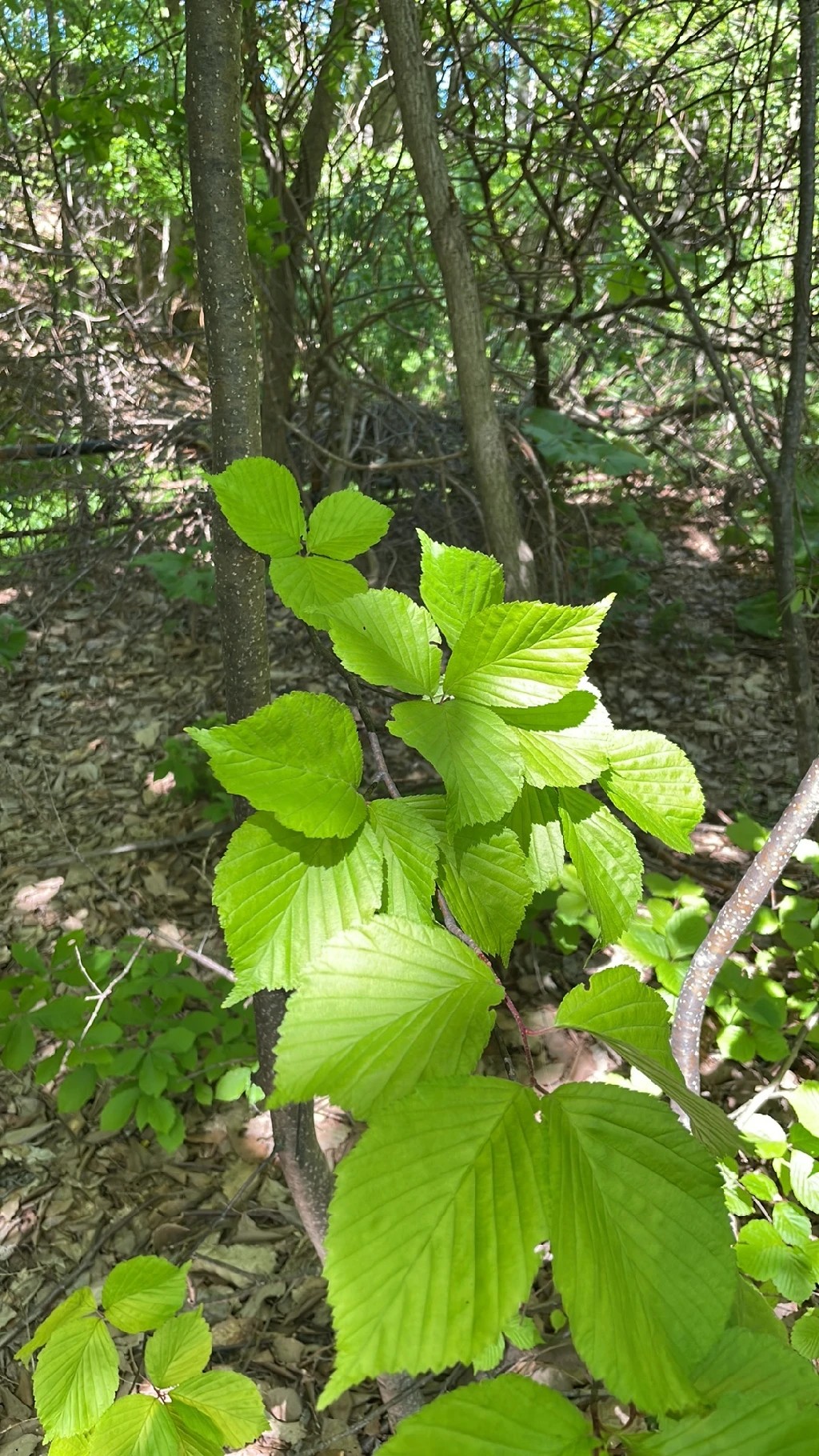 アズキナシ（小豆梨）の判定方法 (Sorbus alnifolia)