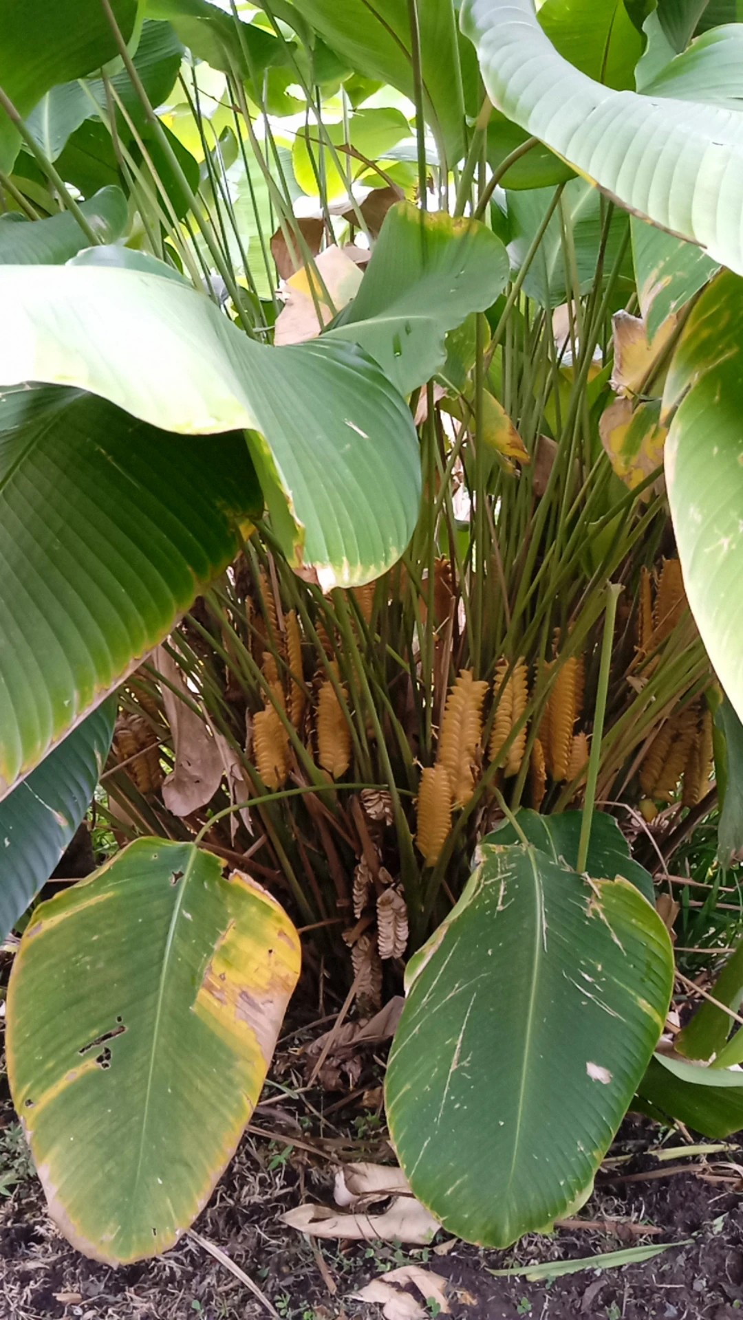 So identifizierst du Calathea crotalifera (Calathea crotalifera)