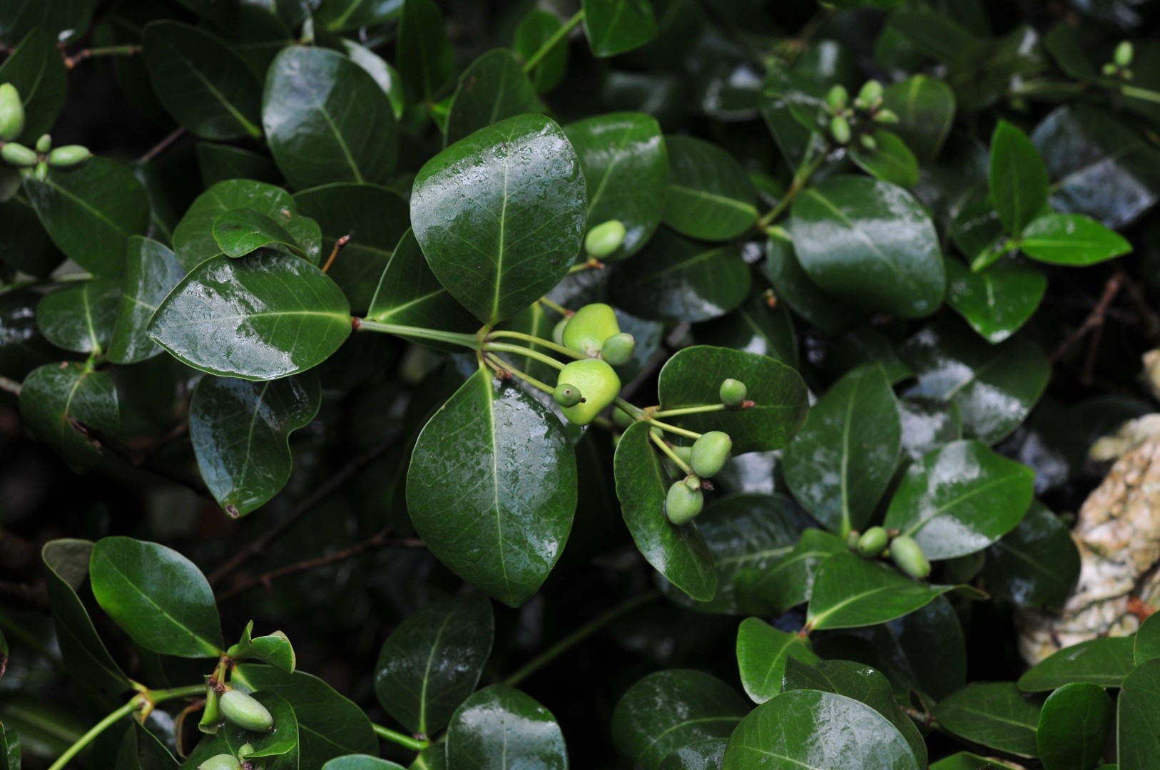 Avicennia marina PictureThis