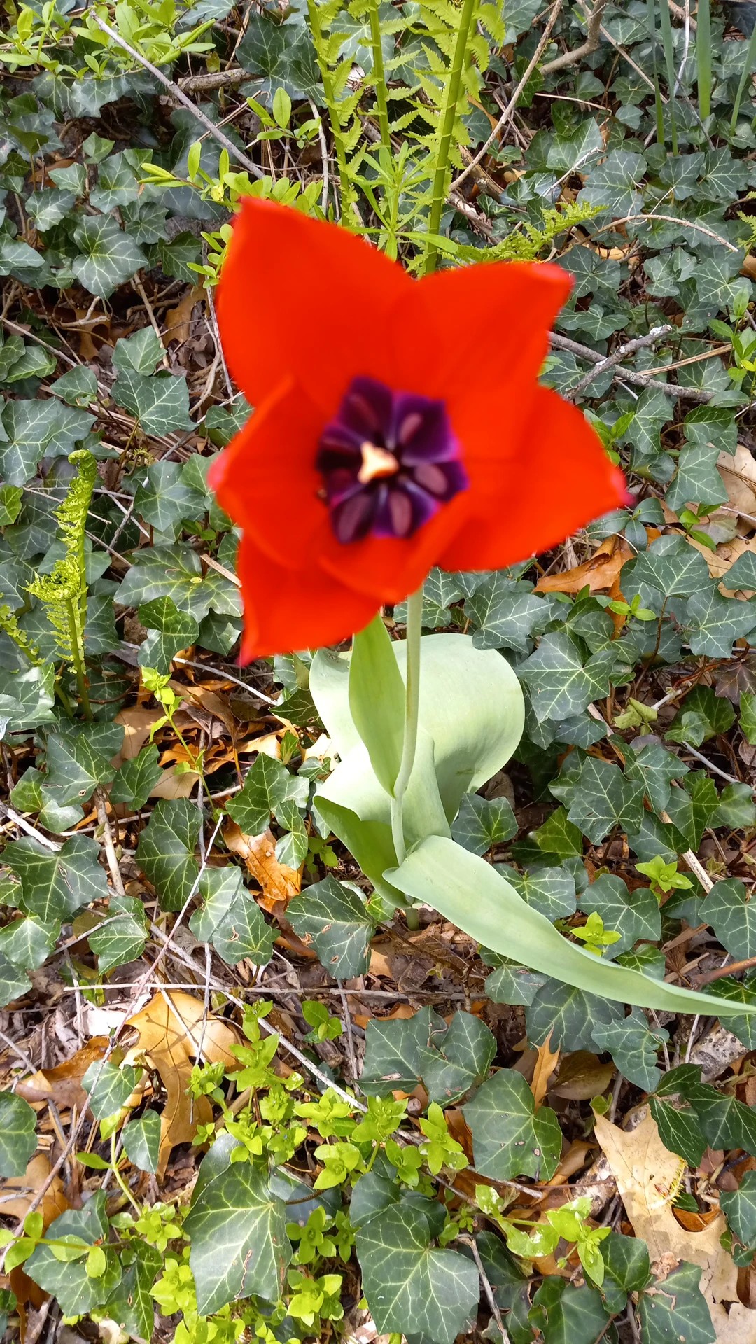 揭開鬱金香的秘密：一種浪漫與文化的象徵