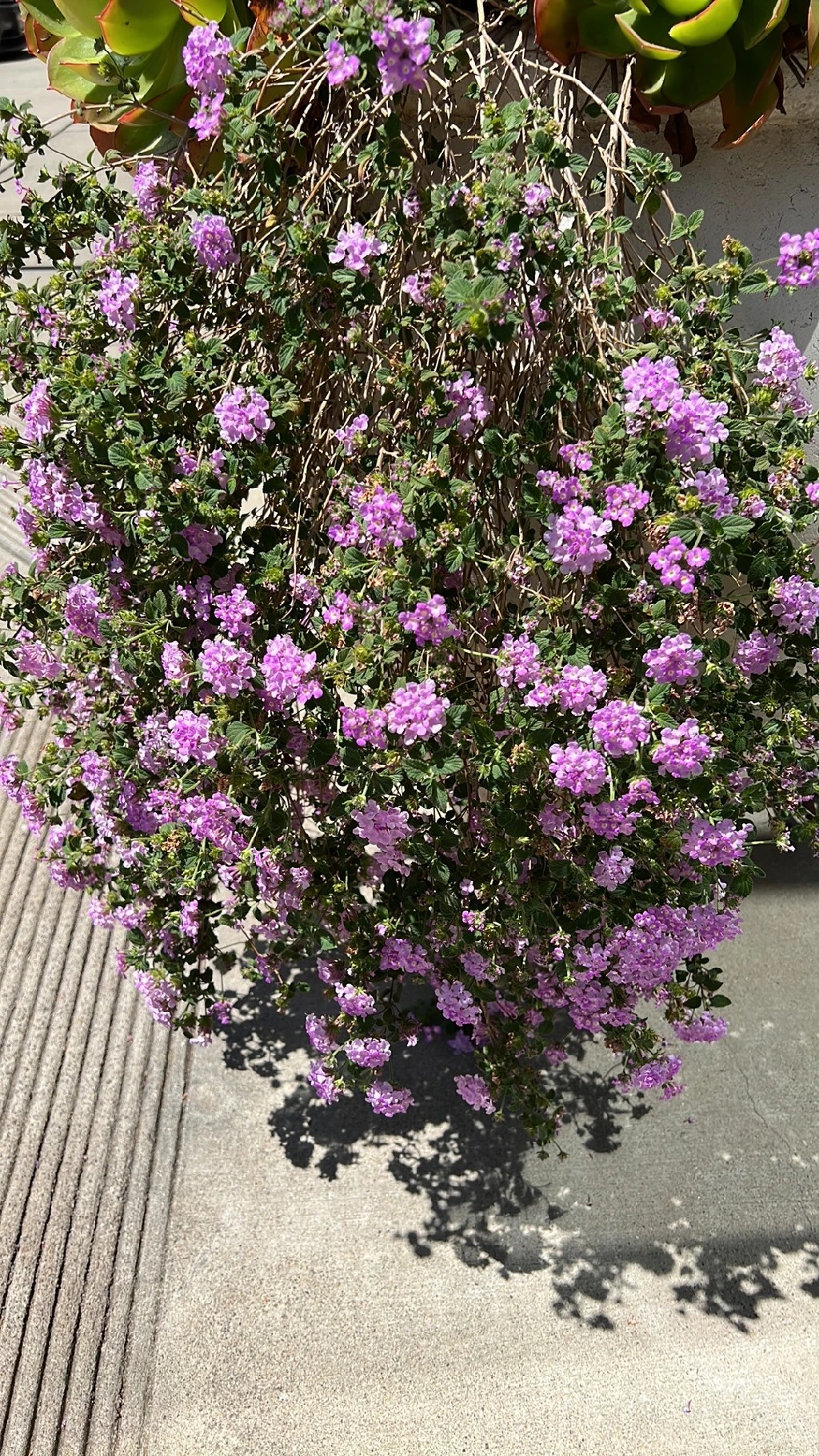 セイヨウサンタンカの花言葉と文化的な象徴: 感動的な美しさとその意味