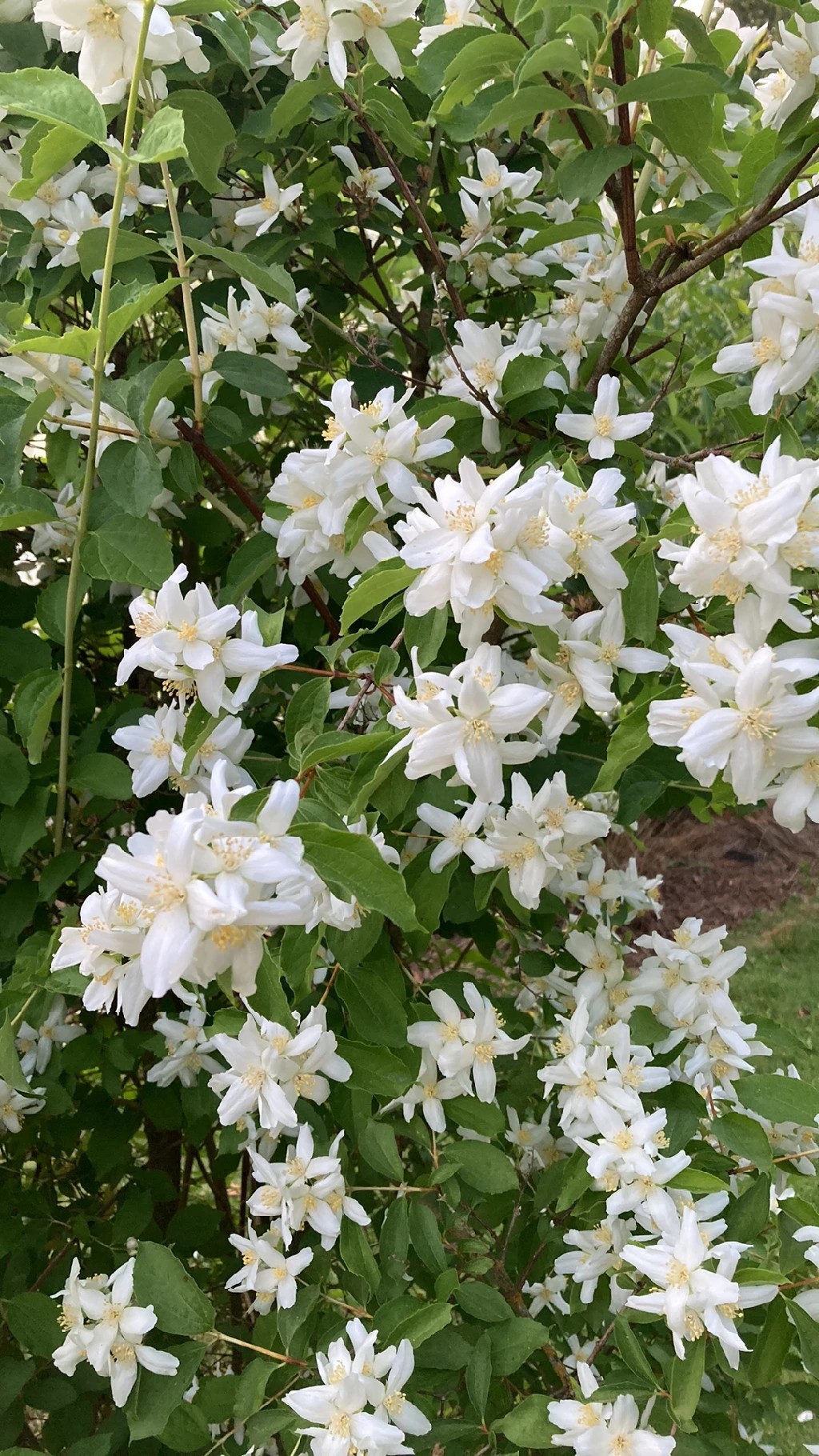 Discover the Enchanting World of Lewis' Mock Orange Flowers