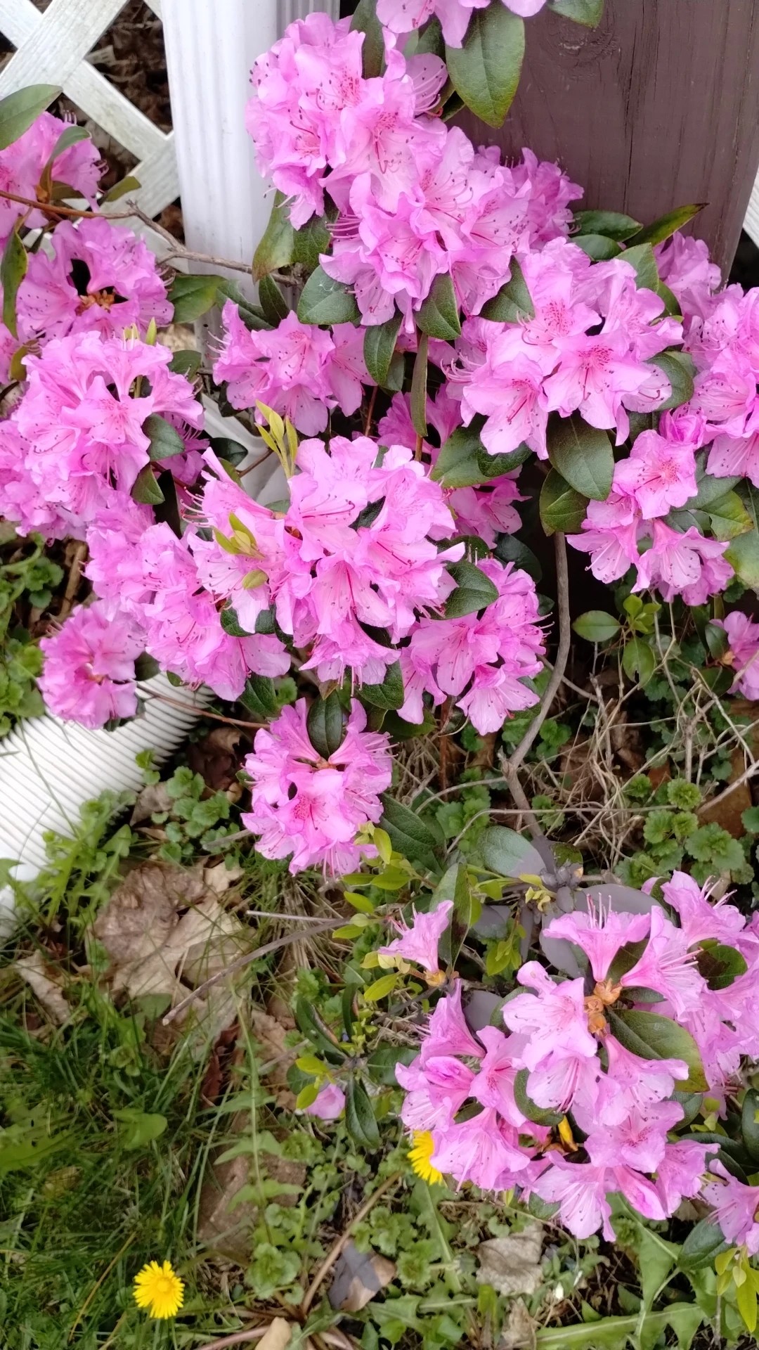 The Alluring Beauty and Symbolism of Catawba Rosebay: A Deep Dive into Rhododendron  catawbiense