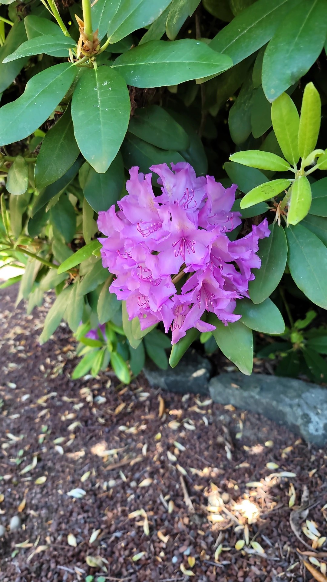 rhododendron verboten deutschland Rhododendron dauricum 'April Rose' main image 1